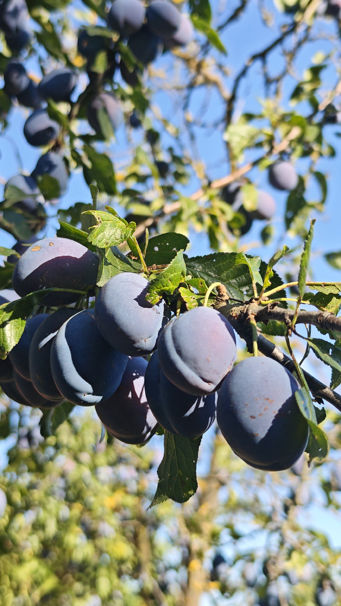 The image shows a cluster of ripe plums hanging from a tree branch against a clear blue sky. The plums are dark purple with a dusty bloom. Green leaves are interspersed among the fruit, some with small holes. The branch is brown and gnarled. In the background, out of focus, are more plum trees and foliage. The lighting suggests a sunny day. The scene is located in Popovo, Bulgaria.