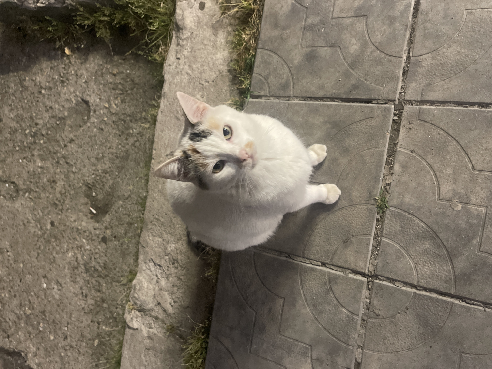 A calico cat with white, black, and orange patches sits on a patterned concrete sidewalk. The cat is looking upwards towards the camera with its ears perked. The sidewalk is bordered by a concrete curb and a strip of dry grass and some green vegetation. The background consists of more concrete and some gravel. The lighting suggests it is nighttime or dusk. The scene appears to be an outdoor urban environment, possibly a street or park area in Ruse, Bulgaria, given the patterned concrete frequently found in public spaces there.