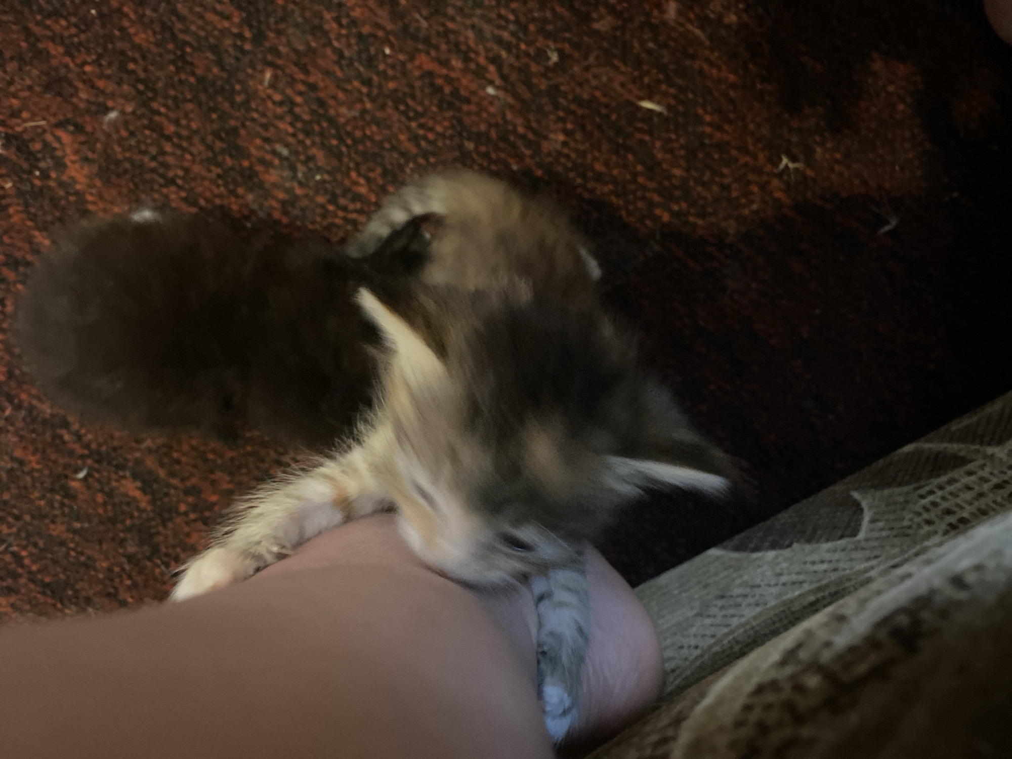 The image shows a close-up, high-angle shot of two kittens on a red, textured surface. One kitten, primarily brown and white with tabby markings, is being held by a human hand. The kitten's head is turned towards the hand, and its body is partially obscured by the hand. A second kitten, mostly black, is visible behind the first, out of focus. The background appears to be a carpet. There are no discernible elements in the image that can be used to determine a specific location within the city of Nova Praha, Ukraine.