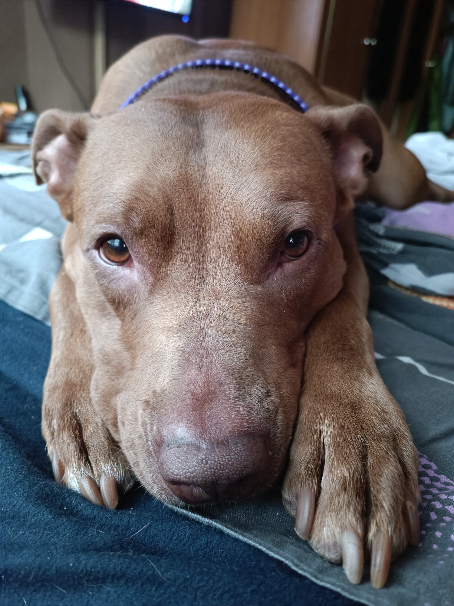 A brown dog is lying on a bed, resting its head on its paws. The dog has large, expressive eyes and a pink nose. It is wearing a blue collar with a beaded pattern. The background is blurred, but appears to be an indoor setting with furniture and a television screen visible. The image is taken from a close-up perspective, focusing on the dog's face. There is no indication of the location being in Zaporizhzhia, Ukraine, or any other specific city.