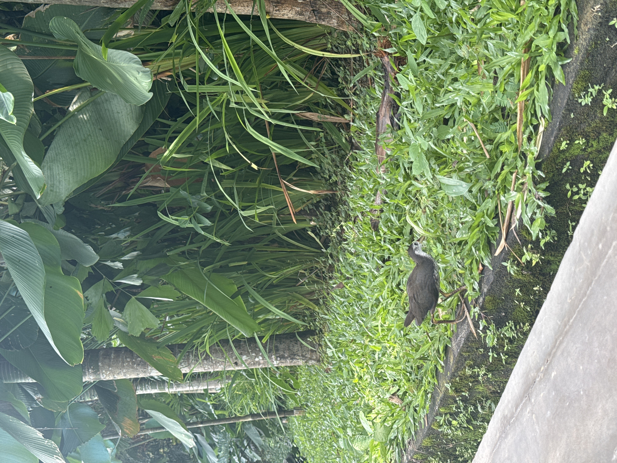 A black bird is perched on a branch above a concrete wall covered in green plants and moss. The background is filled with lush green foliage, including broad leaves and tall grasses. The location is outdoors, seemingly near a garden or natural area in Kuta Selatan, Indonesia.