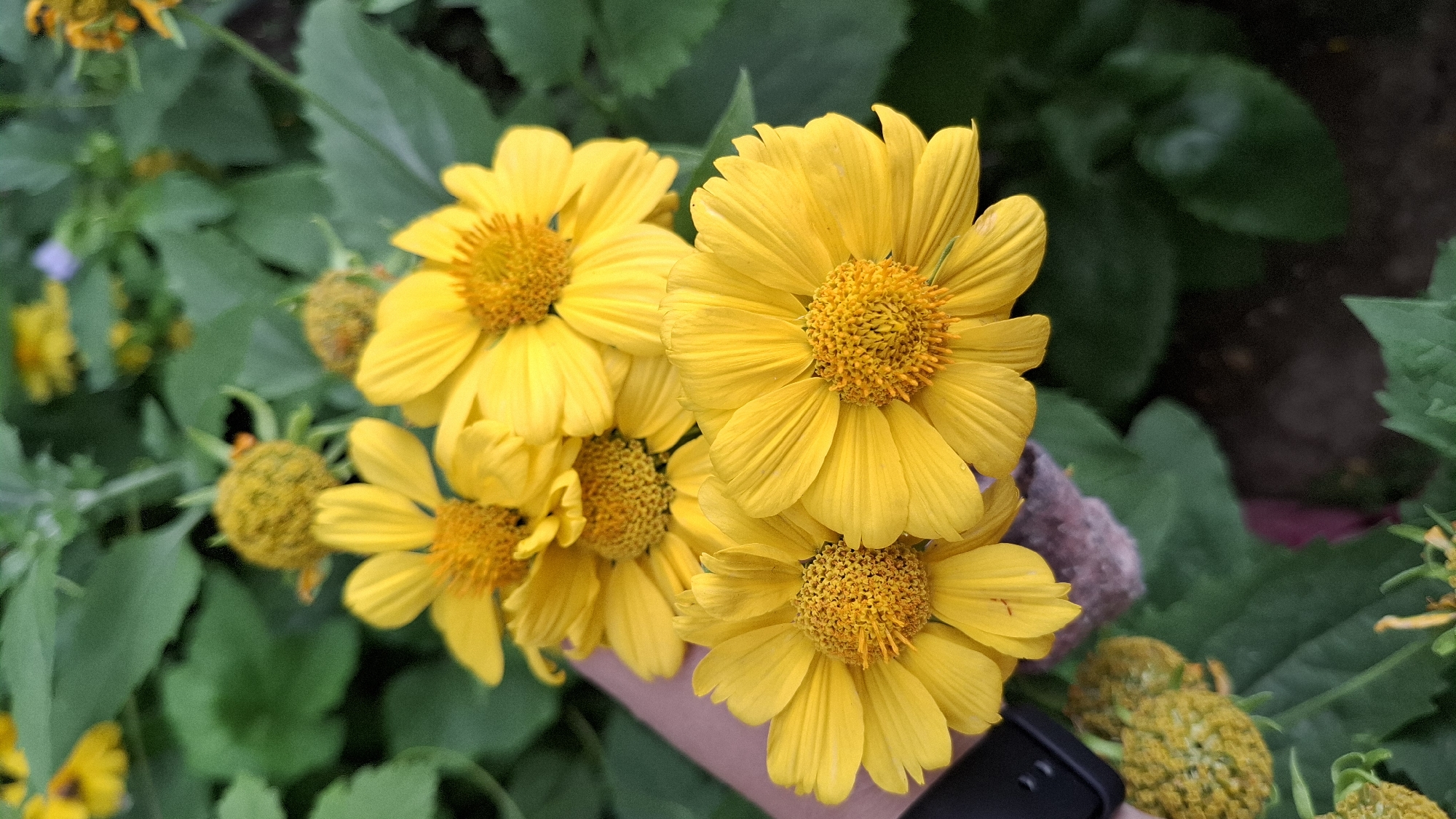 The image displays a close-up, high-angle shot of several vibrant yellow flowers with prominent orange centers, set against a backdrop of dark green foliage. The flowers are in various stages of bloom, with some fully open and others partially closed or in bud form. The petals are elongated and slightly pointed, radiating outwards from the central disk. The overall impression is one of natural beauty and abundance. The image provides no information about its specific location within the city of Шұбарсу, Kazakhstan, or any details regarding people, actions, or interactions. It is purely a botanical study.