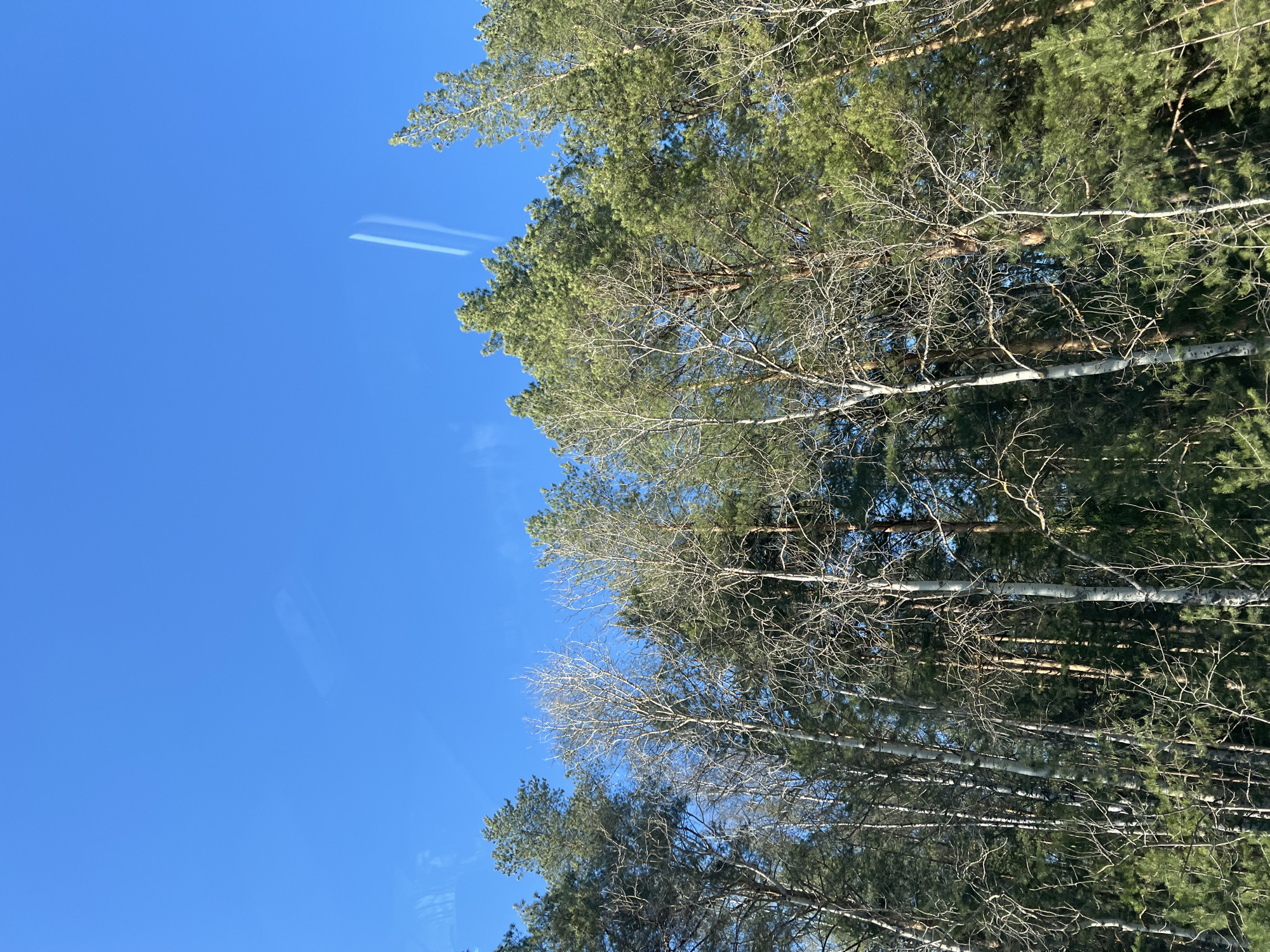 The image shows a view looking up at trees against a bright blue sky. Some trees are evergreen, with green needles, while others are deciduous, with bare branches. A faint contrail is visible in the sky. The location is possibly near Noviy, Russia.