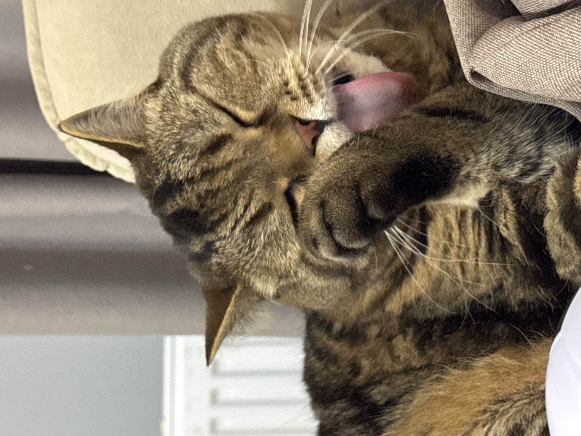 The image shows a close-up of a brown tabby cat grooming itself. The cat's eyes are closed, and its tongue is extended, licking its paw which is held up to its face. The cat is lying down on a textured fabric surface, possibly a sofa or a blanket, which is a neutral beige color. In the background, there is a light-colored radiator and a muted grey curtain. The overall lighting is soft, suggesting an indoor setting. There is no indication of the city of Mikhaylovsk, Russia, or any other specific location. The scene is focused solely on the cat's grooming activity.
