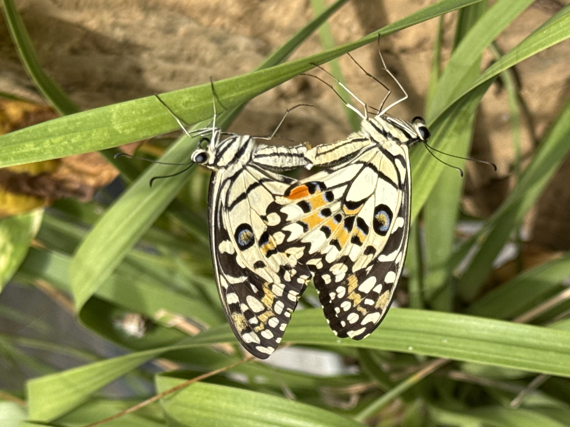 Two lime butterflies are mating on a blade of green grass. The butterflies have black and white striped wings with yellow and blue markings. The background is blurred, showing green foliage and a brown, textured surface, possibly a tree trunk or wall. The image appears to be taken outdoors in a natural setting, potentially a garden or park in Denpasar, Indonesia.