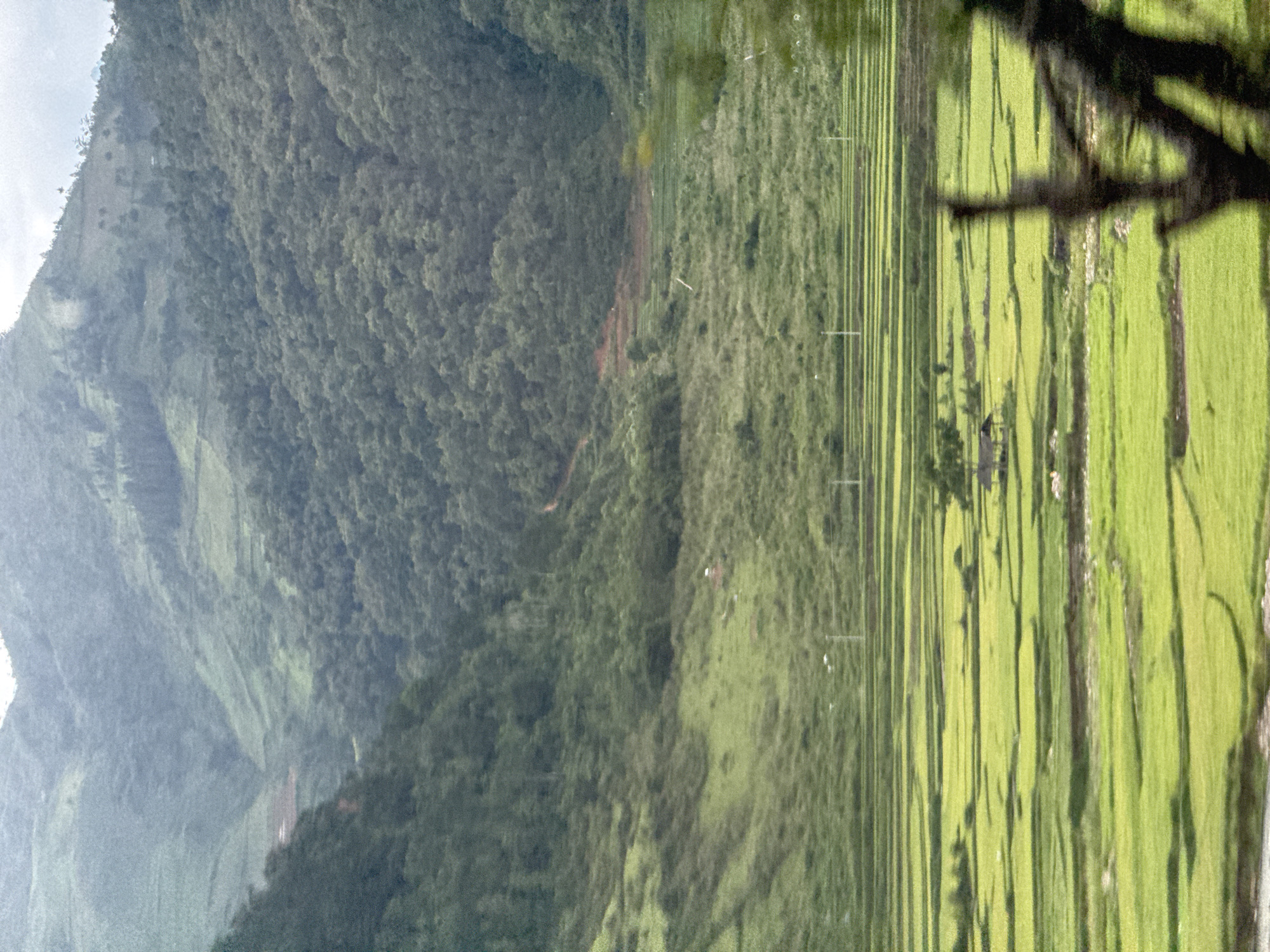 The image displays a vast mountainous landscape in Tú Lệ, Vietnam. The foreground features extensive terraced rice fields, varying in shades of vibrant green, arranged in horizontal segments. A small, rustic hut with a dark, peaked roof is situated within these fields towards the left. Multiple thin, vertical utility poles are visible above and behind the rice paddies, extending into the midground. The midground transitions into undulating green hillsides, covered with a mix of dense forest and areas of lighter green vegetation. A distinct patch of reddish-brown earth is visible on one of these slopes, possibly indicating exposed soil or a dirt track. The background is dominated by large, heavily forested mountains, rising steeply and appearing partially obscured by a light atmospheric haze. The sky above is overcast, presenting a uniform light grey hue. No individuals are visible in the scene.