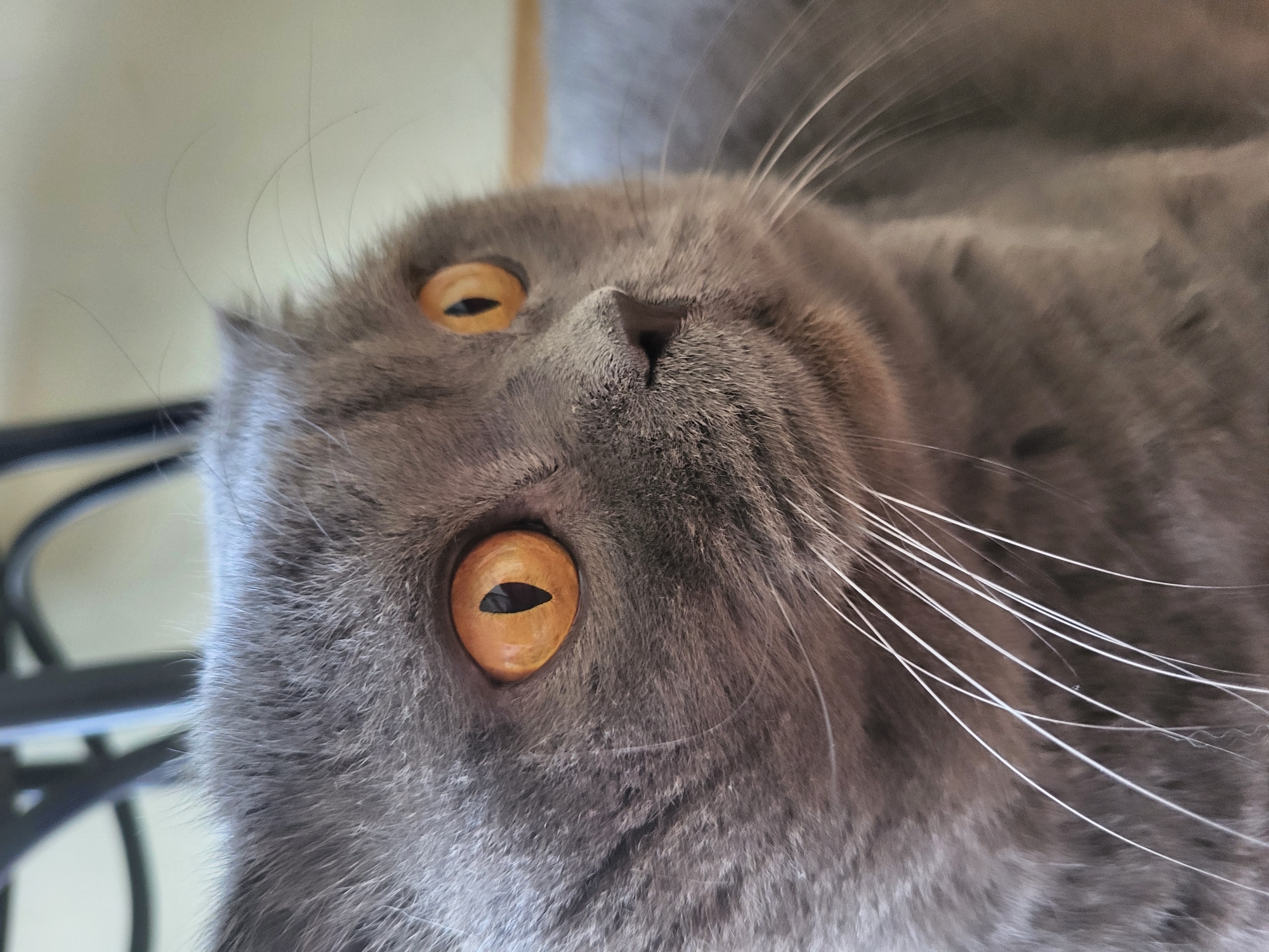 A close-up, eye-level, medium shot captures the face of a grey Scottish Fold cat. The cat's head is turned to the right, with its large, amber eyes wide open, looking slightly upward and to the right. Its ears are folded, characteristic of the breed, and its white whiskers fan out from its muzzle. The fur is a soft grey, with subtle variations in tone. The background is out of focus, showing a neutral-colored wall or surface. The lighting is soft, highlighting the texture of the fur and the glossiness of the eyes. There is no identifiable urban context, and the location is unknown.