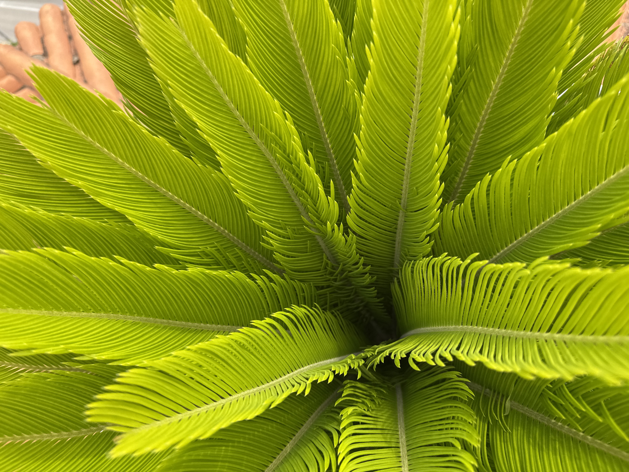 The image shows a close-up, overhead view of bright green Sago palm fronds. The fronds are arranged in a circular pattern, radiating from a central point. Each frond is composed of numerous small, elongated leaflets that are tightly packed together and have a slightly serrated edge. The lighting highlights the delicate veining within the leaflets and creates a sense of depth and texture. The fronds are a vibrant, almost neon green, suggesting they are healthy and new growth. The background is out of focus but appears to be a muted, earthy tone, possibly the ground or another plant. There are no people or discernible human activity visible in the image. The image does not provide any information about the location in the city of Vallada, Spain.