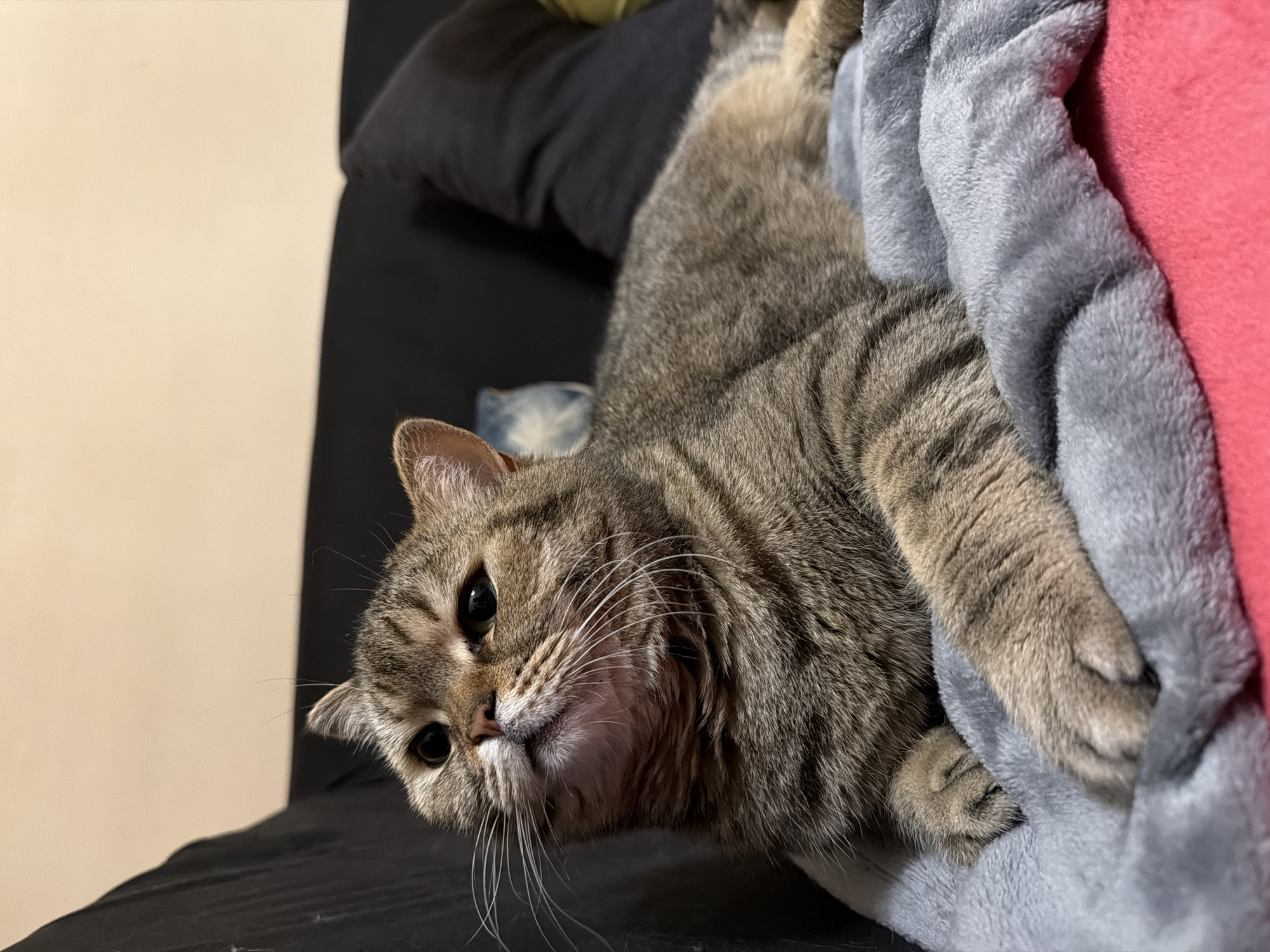 A close-up, slightly tilted photograph captures a domestic tabby cat resting comfortably indoors. The cat, with prominent brown, grey, and black striped fur, lies on a dark-colored surface, likely a couch or bed. It is partially nestled under a soft, textured light grey blanket or throw, with a vibrant pink fabric visible behind it, suggesting another blanket or cushion.
The cat's face is the primary focus, positioned in the lower-left portion of the frame. It looks directly at the camera with dark, expressive eyes and long, white whiskers fanning out from its muzzle. Its ears are perked slightly forward, and its head is tilted, giving it a curious and attentive expression.
In the background, a plain cream-colored wall is visible on the left, while the right side is filled with the textures of the grey and pink blankets. The scene conveys a sense of warmth and coziness, with the cat appearing relaxed and comfortable in its indoor setting. The lighting suggests ambient indoor conditions, and no specific time of day can be determined. There is no visible text or specific architectural cues to indicate the location of Sofia, Bulgaria.