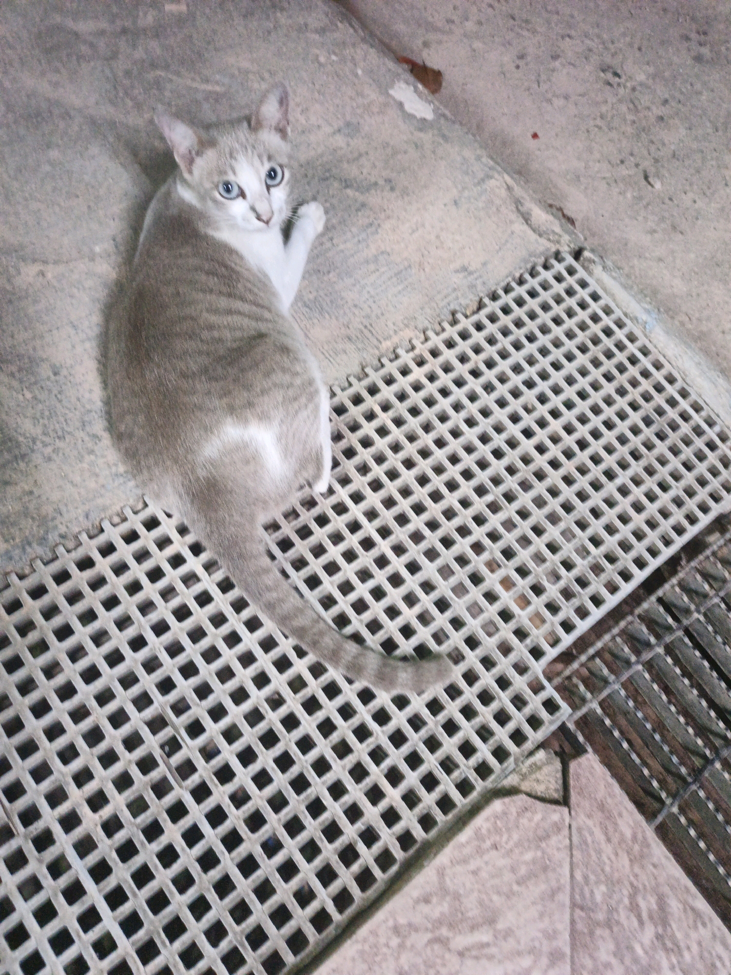 An eye-level, medium shot captures a young, light grey and white tabby cat with striking blue eyes lying on a textured concrete surface next to a white plastic grate. The cat is positioned to the left of the frame, looking up towards the camera. Its fur displays faint darker grey tabby markings, particularly on its head and tail. The concrete surface appears weathered, with some discolored patches and what looks like a small red stain. To the right of the cat, a white plastic grate with a grid pattern covers an opening. Adjacent to this, another grate, this one made of metal and darker in color, is partially visible. The overall environment suggests an outdoor urban setting, possibly a walkway or an alleyway in Batam, Indonesia. The lighting is natural, indicating it's daytime.