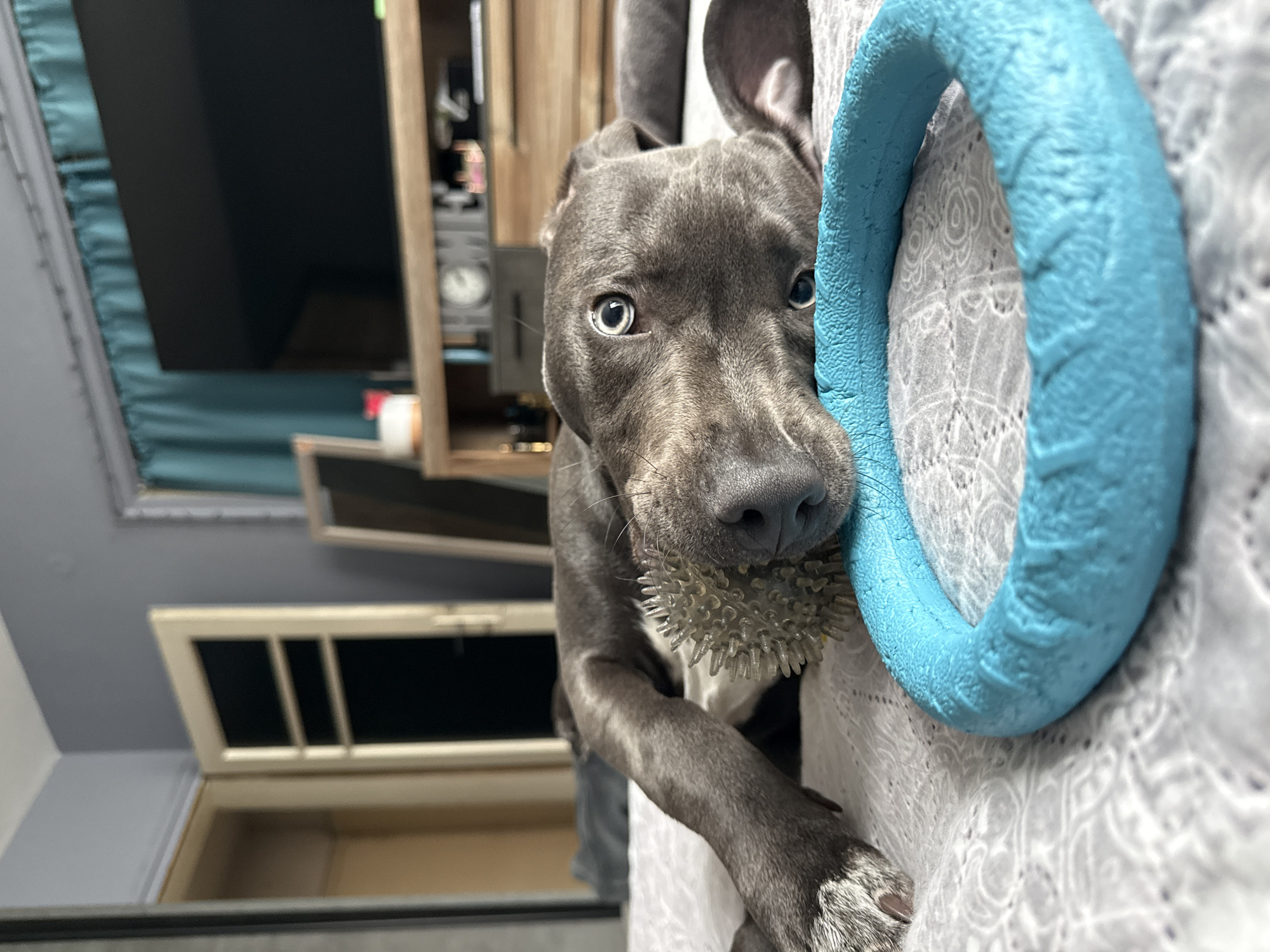 A gray pitbull-type dog with light-colored eyes is holding a spiked ball toy in its mouth and a blue ring toy. The dog is standing on its hind legs and resting its paws on a white lace-patterned surface. A wooden cabinet or shelf unit is visible behind the dog. A window with a light-colored frame and panes is visible in the background, along with a gray wall and a blue-green curtain. It is impossible to discern from this image whether this scene is in Varna, Bulgaria.