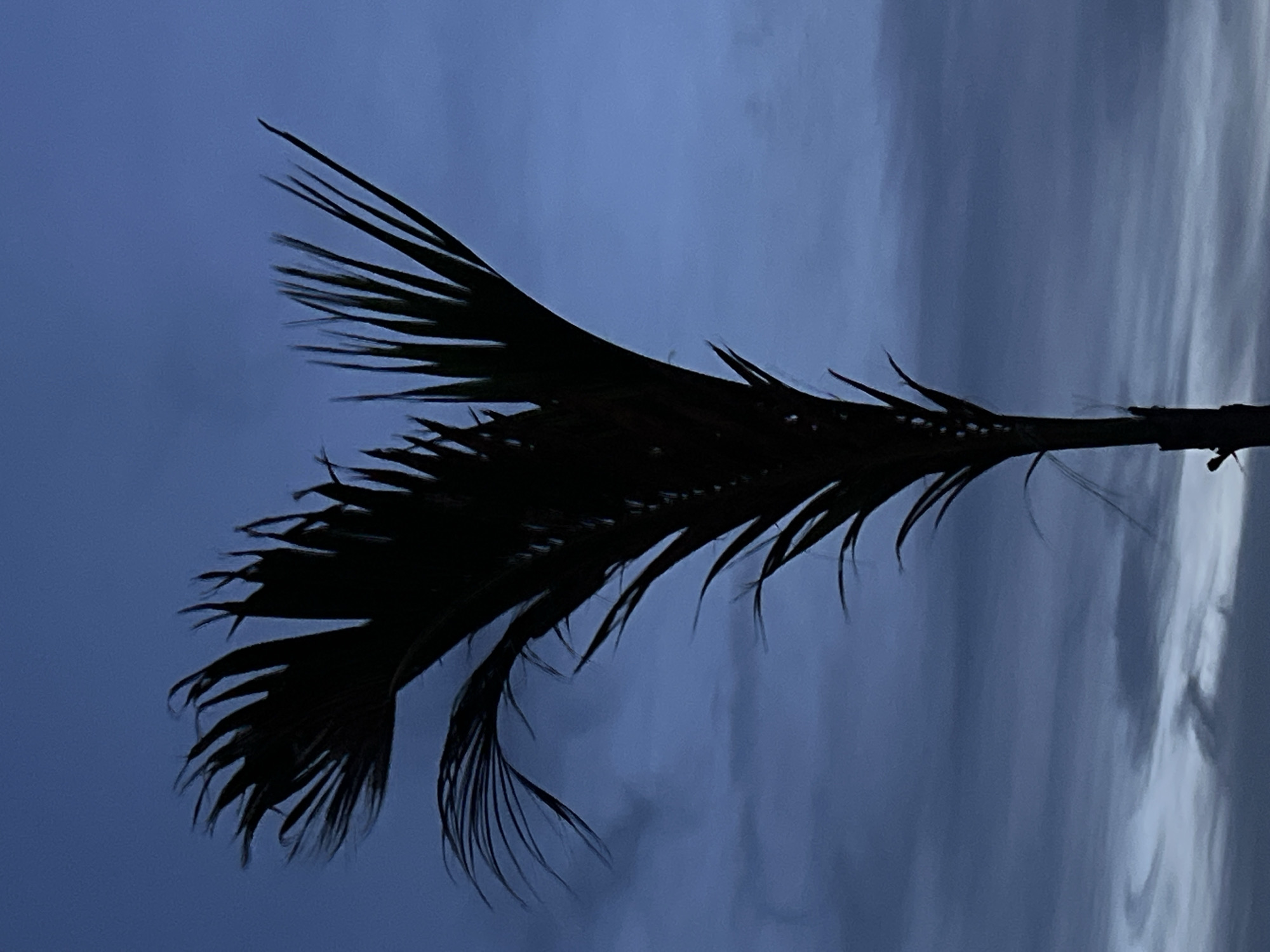 A silhouette of a palm tree with feathery fronds stands against a dusky blue sky with wispy clouds. The palm tree is positioned on the right side of the frame, its dark form stark against the fading light. The sky transitions from a deeper blue at the top to lighter hues near the horizon. The clouds are scattered and appear thin, suggesting a light wind. The scene is tranquil and devoid of any human presence. The overall atmosphere is one of twilight or early evening. The image appears to be taken in Choeng Thale, Thailand, where such tropical foliage against a sunset sky is common.