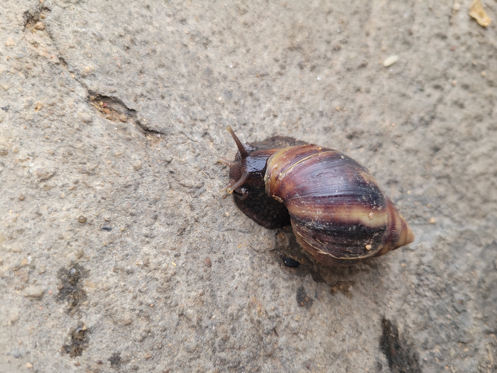 The image shows a large snail on a cracked concrete surface. The snail's shell is striped with brown and tan colors. The snail's head is visible, with two antennae extended. The concrete is grey and shows signs of wear and tear. There are no people or other objects visible in the immediate vicinity of the snail. The location is specified to be Jos, Nigeria, although there are no other contextual clues in the image itself to confirm this.