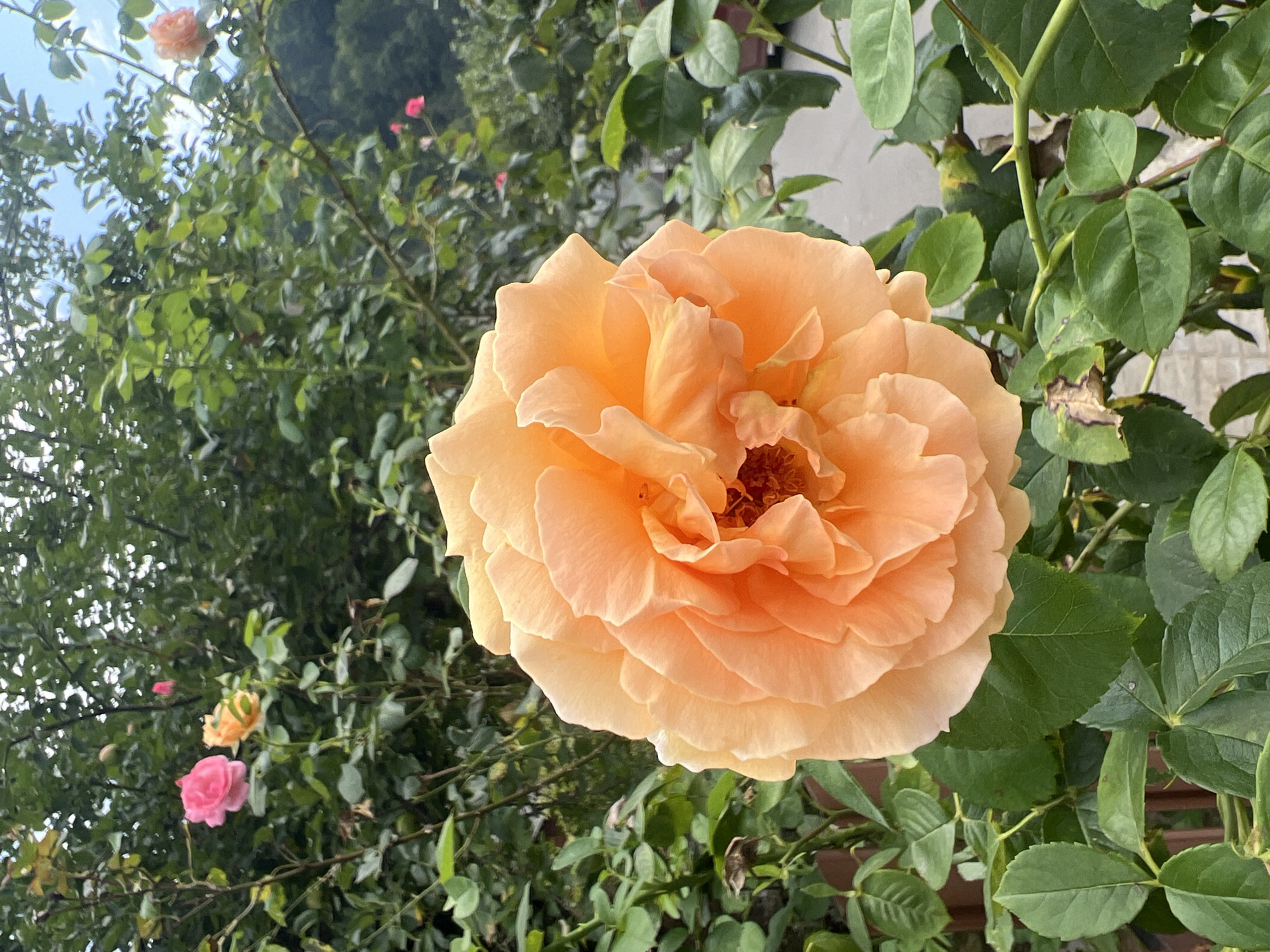 A close-up vertical shot captures a large, vibrant orange rose in full bloom, its petals unfurling in layers of soft color. The rose is the dominant subject, occupying the majority of the frame and positioned slightly to the left. Its textured petals range from a warm peach hue at the edges to a deeper, more intense orange in the center, where the stamens are visible.
Behind the prominent rose, the background is filled with lush green foliage of rose bushes. Several other roses are visible at varying distances and degrees of focus. To the left and slightly behind the main rose, a cluster of smaller pink roses can be seen, one fully open and another budding. Further back, in the upper portion of the image, more green leaves and branches create a dense, verdant backdrop. The sky, a soft blue with hints of white clouds, is visible through gaps in the leaves at the top.
The scene appears to be an outdoor garden, likely in Yaremche, Ukraine, given the context. The lighting suggests it is daytime, with soft natural light illuminating the scene and highlighting the textures of the rose petals and leaves. The overall impression is one of natural beauty and the vibrant bloom of a rose garden.