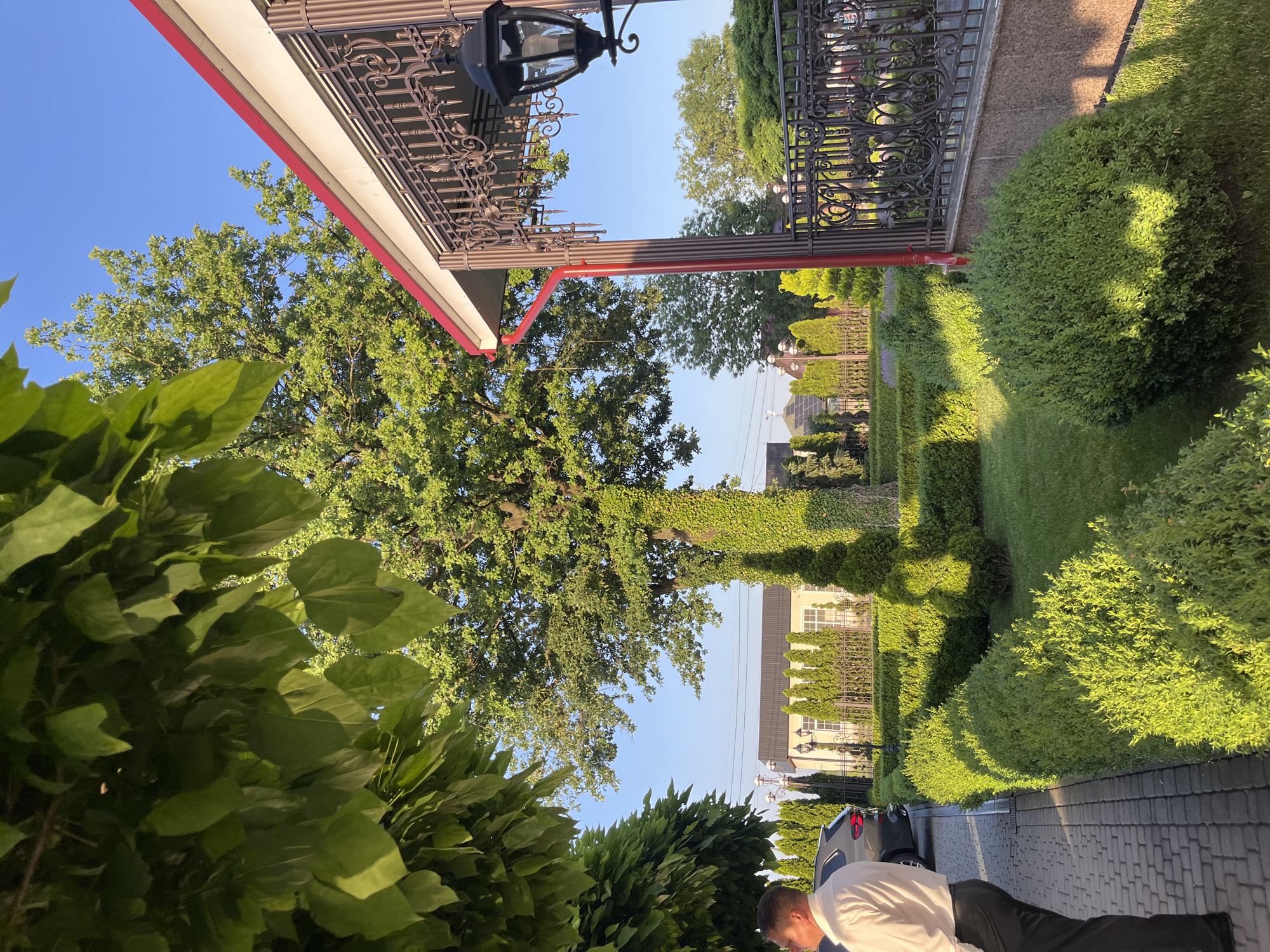 The image, taken in Dubivtsi, Ukraine, depicts a manicured garden area with a large, ivy-covered tree as a central focus. A man in a white shirt and dark pants stands on a paved walkway on the left side of the frame, facing away from the camera. To his right, a dark-colored SUV is partially visible. The garden features neatly trimmed hedges, including topiaries shaped like cones and spheres, arranged in geometric patterns on a lush green lawn. In the background, a light-colored building with dark-trimmed windows is visible, surrounded by rows of evergreen trees. A decorative metal fence with intricate scrollwork lines the right side of the image, partially obscuring a building with a red-trimmed roof and a black lantern hanging from its eaves. The scene is illuminated by the warm glow of sunlight, casting shadows and highlighting the vibrant green of the foliage.