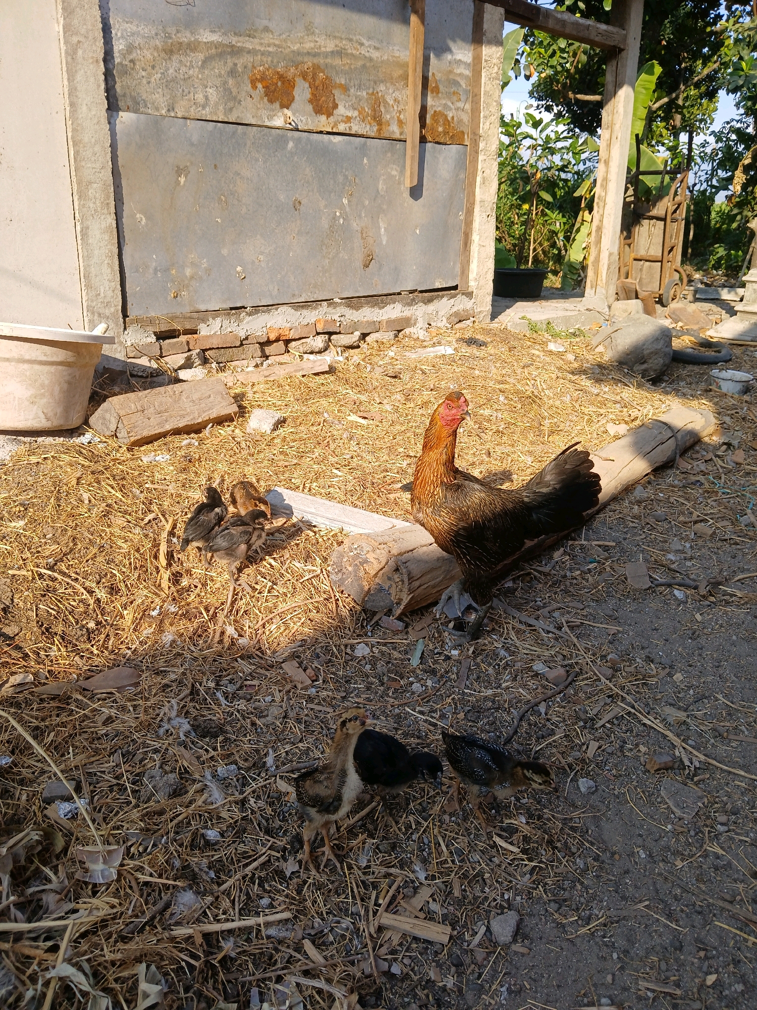 The image depicts a rural scene in Belotan, Indonesia, characterized by a hen and several chicks foraging in dry hay. The hen, a mix of brown and black plumage, stands alert, while the chicks, varying in color from black to brown and speckled, huddle together or explore the ground. The environment includes a rustic structure with weathered metal siding and brickwork, surrounded by dry vegetation, loose soil, and scattered debris. In the background, a cart and lush greenery suggest an agricultural or semi-rural setting. The lighting indicates it is daytime, with sunlight casting distinct shadows.