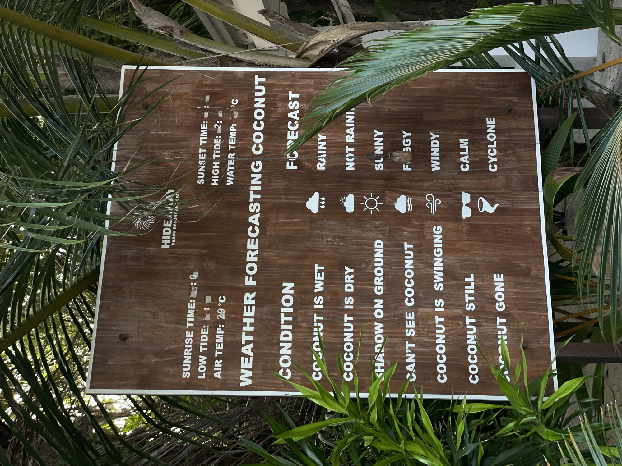 A wooden sign is positioned outdoors, surrounded by lush green foliage. The sign, with white lettering, displays "WEATHER FORECASTING COCONUT" at its center. To the left, under the "CONDITION" heading, are phrases like "COCONUT IS WET", "COCONUT IS DRY", "SHADOW ON GROUND", "CAN'T SEE COCONUT", "COCONUT IS SWINGING", "COCONUT STILL", and "COCONUT GONE". To the right, under the "FORECAST" heading, are icons and corresponding weather conditions: a cloud with raindrops for "RAINY", a cloud for "NOT RAINY", a sun for "SUNNY", a cloud with wavy lines for "FOGGY", wind lines for "WINDY", sunglasses for "CALM", and a tornado for "CYCLONE". Above the weather forecast section, the sign also provides tide and temperature information, with entries for "SUNRISE TIME", "LOW TIDE", "HIGH TIDE", "AIR TEMP", and "WATER TEMP". The overall scene suggests a tropical or beachside resort environment.