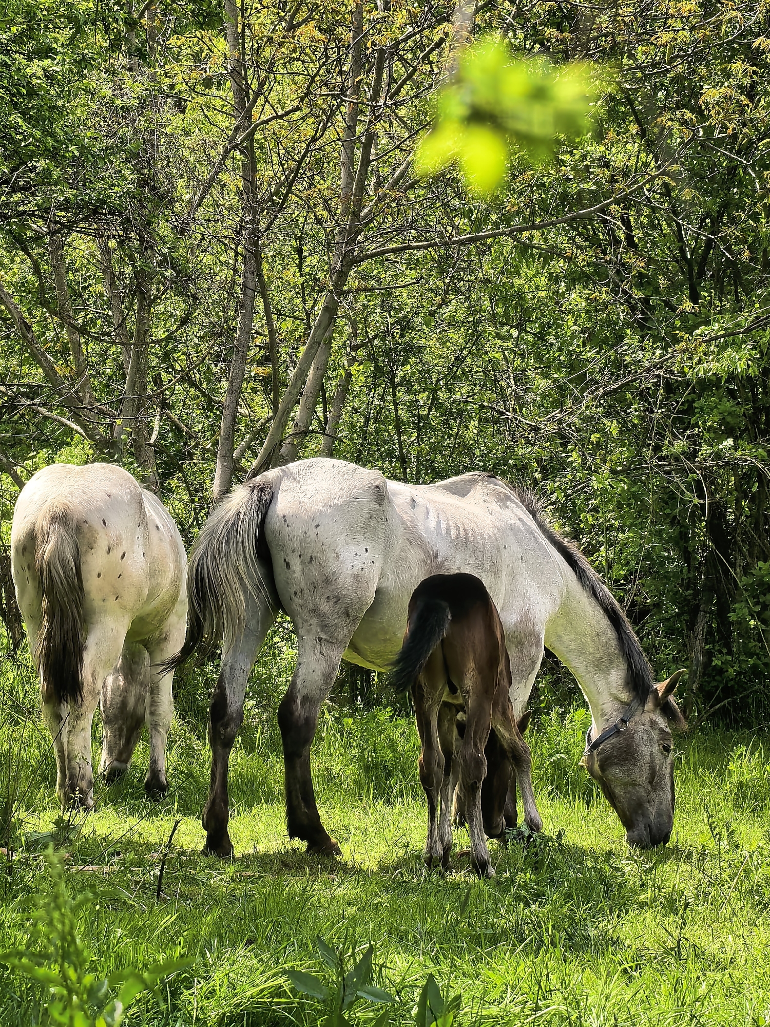 The image depicts three horses grazing in a grassy area with trees in the background. Two of the horses are light gray with dark spots. One horse has its hindquarters facing the viewer. The third horse is brown and appears to be a foal, standing beside the gray horse. The environment is lush and green, suggesting a field or pasture. Given the request for location, it is presumed to be somewhere in the vicinity of Sapareva Banya, Bulgaria, but the image itself offers no specific information to pinpoint a precise location.