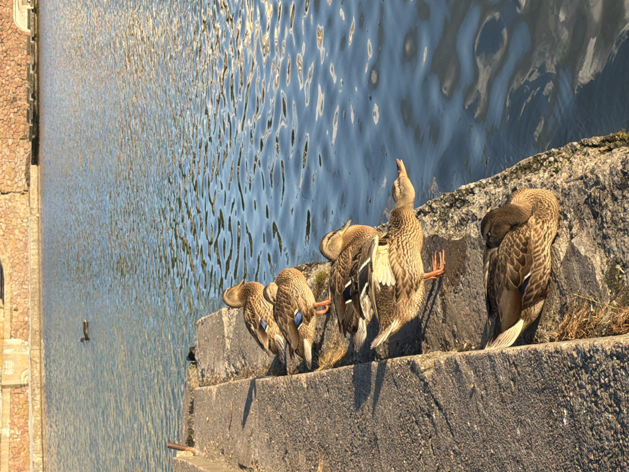 The image shows a row of six mallard ducks resting on the edge of a concrete embankment next to a body of water. The embankment is made of rough, textured concrete and is bordered by rocks. The water is rippling and reflects the sunlight. In the background, there is a stone wall. One duck is swimming in the distance. The scene appears to be in an urban environment, possibly a park or waterfront area. The lighting suggests it is late afternoon or early morning. The image does not provide specific details to determine the precise location within the city of Minsk, Belarus.