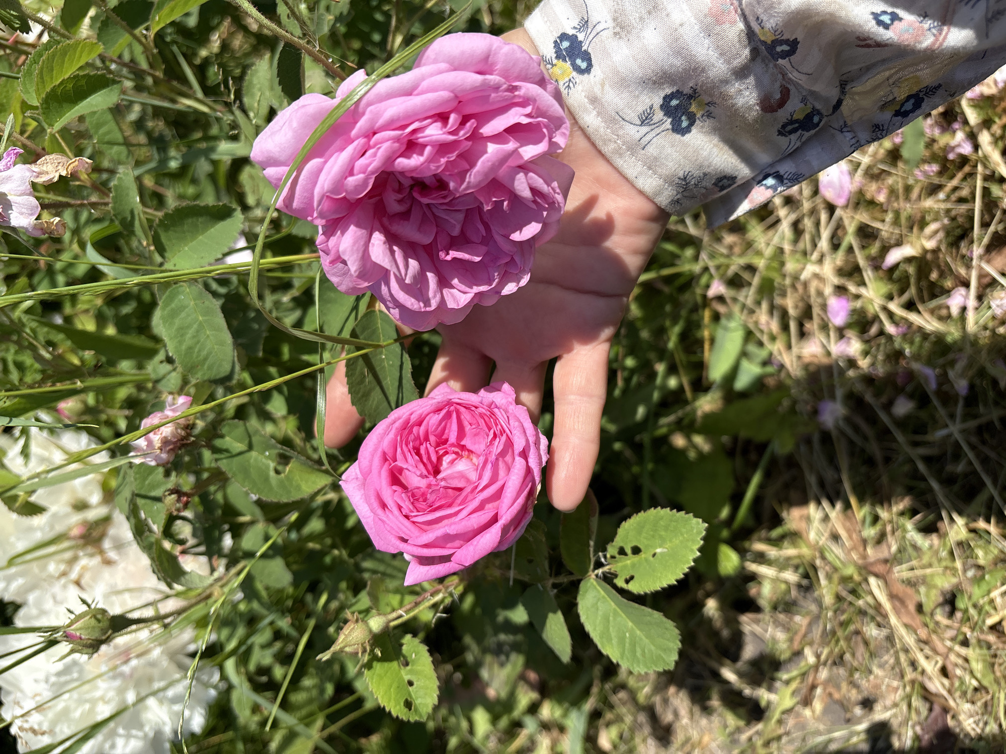 In Dubrovino, Russia, a close-up shot focuses on two vibrant pink roses in full bloom, nestled amongst lush green foliage and the dry, sun-baked grass of the ground. A human hand, with a thumb and index finger gently touching the left rose, is partially visible, its skin illuminated by the bright sunlight. The person is wearing a light-colored shirt with a subtle floral pattern of dark blue flowers and yellow accents. The background features more white and pink flowers, some appearing wilted, suggesting a late bloom or the end of a season. The overall scene evokes a sense of natural beauty and a peaceful moment captured outdoors.