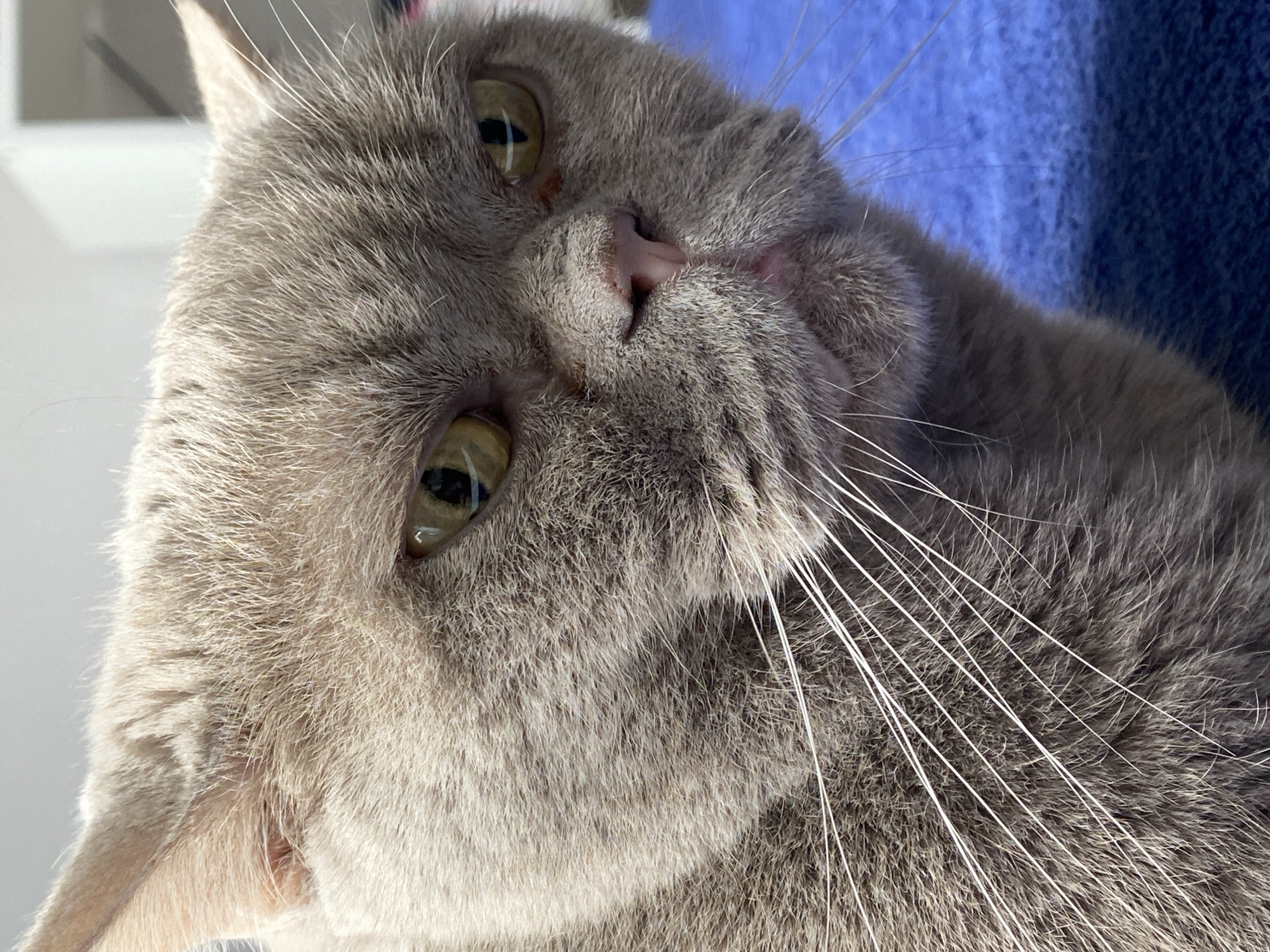 A close-up shot captures the face of a British Shorthair cat with a taupe coat and large, golden-green eyes. The cat's ears are visible at the top of the frame, with the left ear slightly more prominent. Its nose is a soft pink, and its whiskers are long and white, fanning out from its muzzle. The cat's expression appears somewhat stern or grumpy. The background consists of a textured blue surface. The image was taken in an indoor setting, likely a domestic environment, with no specific urban features identifiable to determine a city location.