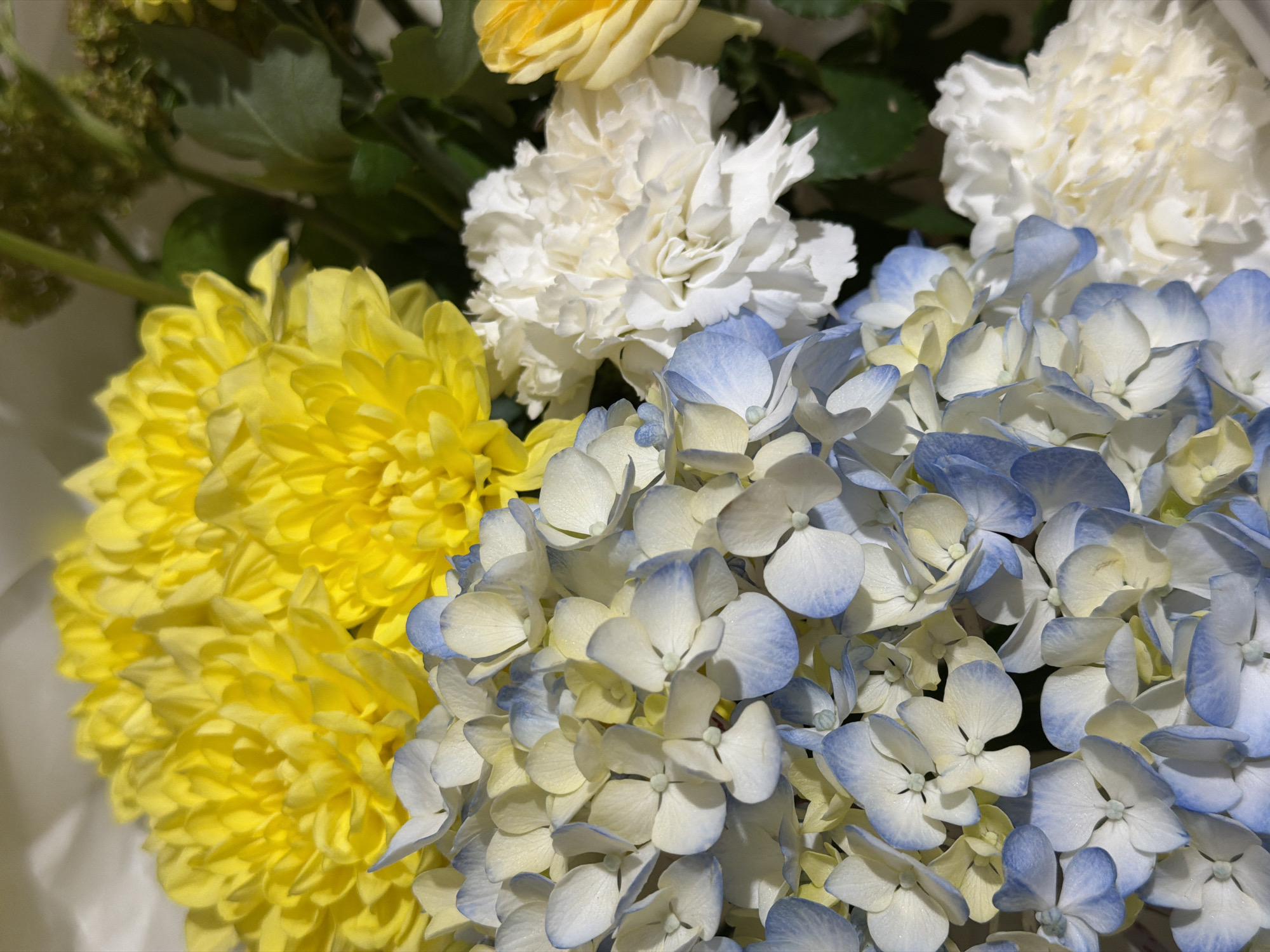 In an overhead close-up shot, a vibrant bouquet of flowers is showcased. The arrangement features bright yellow chrysanthemums in the upper portion, transitioning to a mix of light blue and white hydrangeas in the mid-ground. The lower section of the image reveals fluffy white carnations, with hints of yellow roses and green foliage interspersed throughout. The lighting appears soft, highlighting the textures and colors of the blossoms. The backdrop is a plain, light-colored surface, suggesting the bouquet is presented as a still life. The composition focuses solely on the floral elements, with no discernible background indicating a specific location.