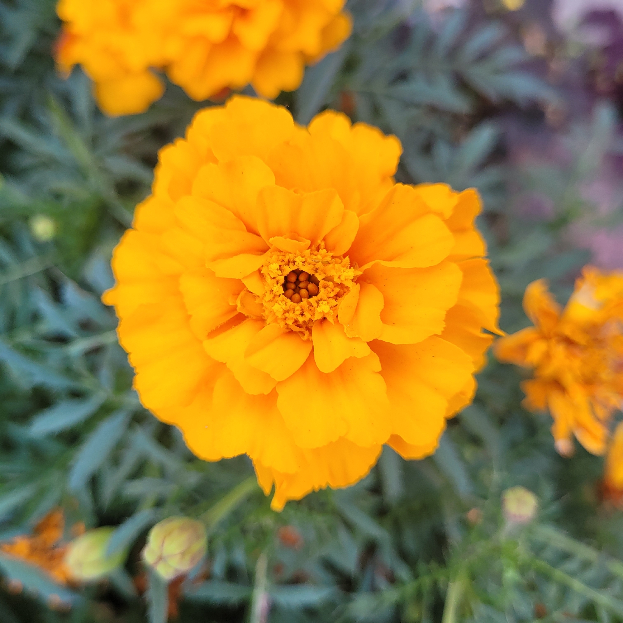 A close-up, high-angle shot of a vibrant orange marigold flower dominates the frame, its numerous ruffled petals unfurling outwards from a central cluster of darker orange stamens. The background consists of blurred green foliage, with other out-of-focus orange marigolds and a few pale yellow flower buds visible. The image is taken outdoors, likely in a garden, and the lighting suggests it is daytime. The marigold is a common garden flower found in many countries, including Latvia. This image could have been taken in any garden in Jūrmala, Latvia, as there are no specific landmarks or identifying features to pinpoint its exact location within the city.
