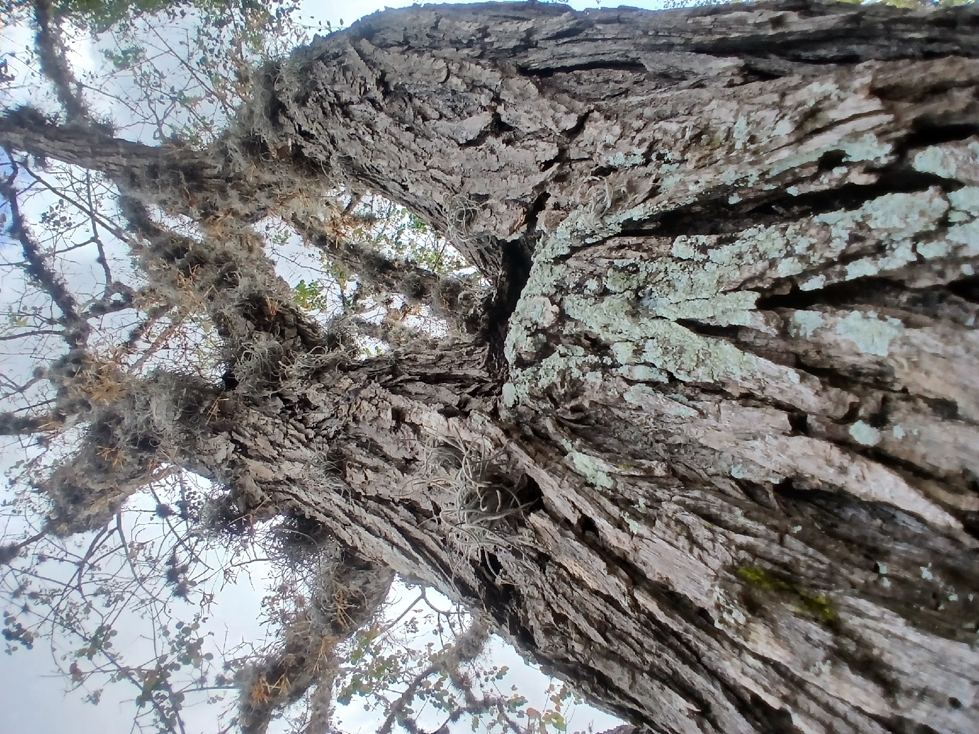 An extreme low-angle shot of a tree trunk and branches, taken in Ciudad Guayana, Venezuela. The tree has heavily textured, deeply furrowed bark, and is partially covered in Spanish moss. Some branches are bare, others have sparse leaves, and the sky is visible through the branches. Lichen is present on the tree's bark.