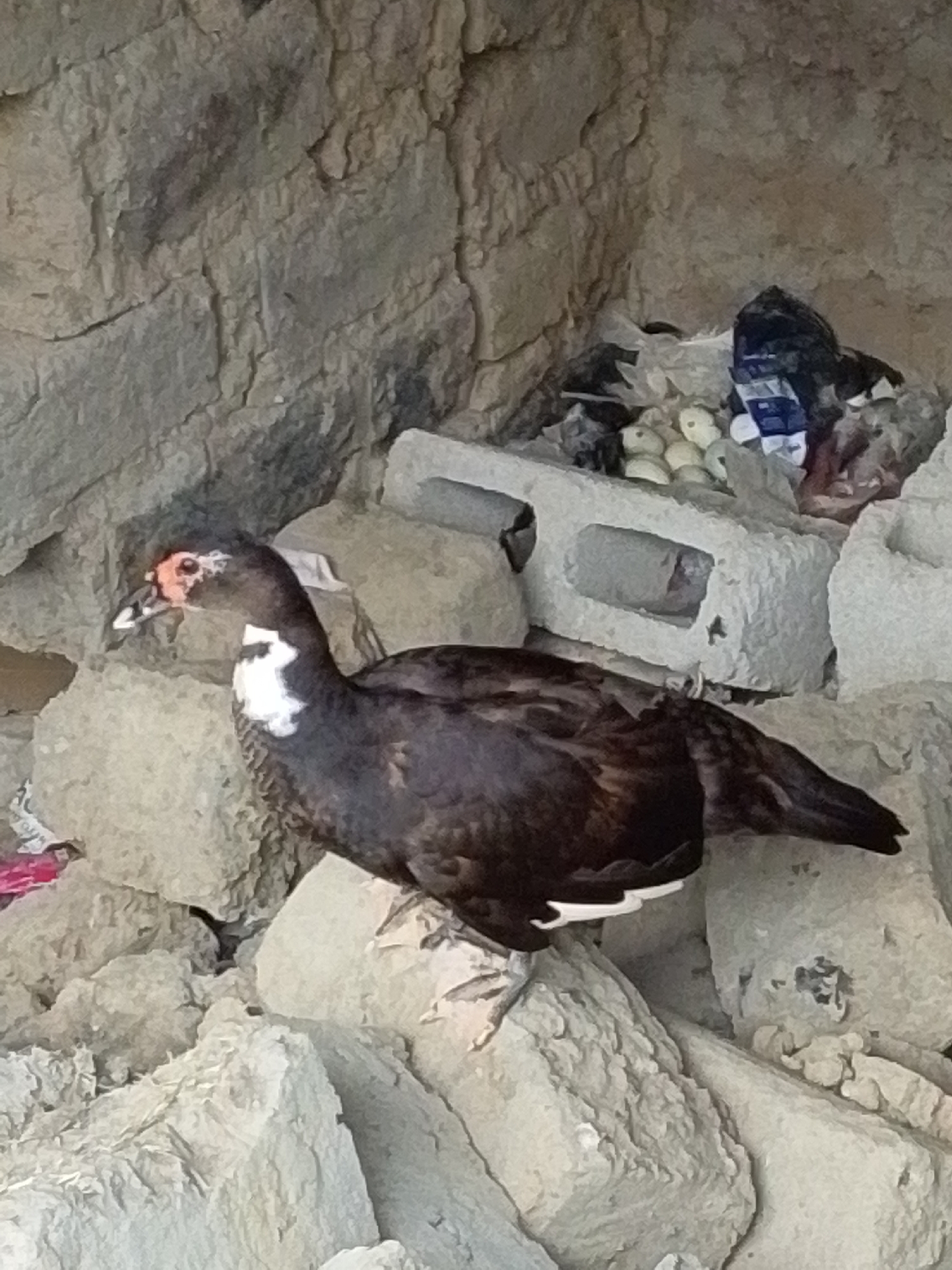 A Muscovy duck stands on a pile of rocks and cinder blocks. The duck is dark brown with white markings on its chest and wings. It has a red, bumpy facial wart. Behind the duck, a pile of trash includes plastic bags, a blue and white wrapper, and several pale, oval objects that appear to be eggs. The background is a rough, textured stone wall. The scene suggests an outdoor environment, potentially in a rural or less developed area of Serti, Nigeria.