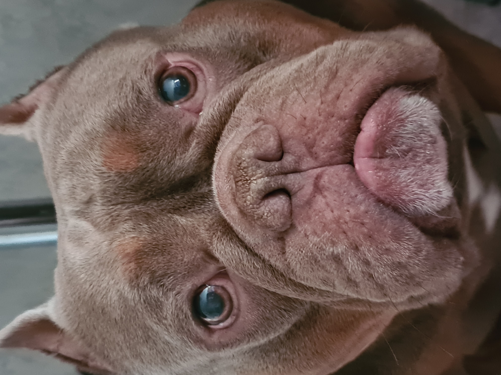 The media file is a close-up, upside-down photograph of a dog's face. The dog appears to be a brindle-colored breed with a short coat and prominent facial wrinkles, possibly a bulldog or pit bull mix. Its eyes are wide open and dark blue, reflecting light. The dog's nose is large and pinkish-brown, with visible nostrils. Its mouth is slightly open, revealing a pink tongue. The fur on its muzzle is shorter and lighter in color, with some white hairs.
The background is out of focus and appears to be a neutral gray surface, possibly a wall or floor. There are no other subjects or objects visible in the frame. The lighting suggests it could be daytime, but the indoor setting is not clearly discernible. The close-up perspective and the dog's direct gaze towards the camera evoke a sense of intimacy and perhaps curiosity or playfulness. There is no visible text in the image.
