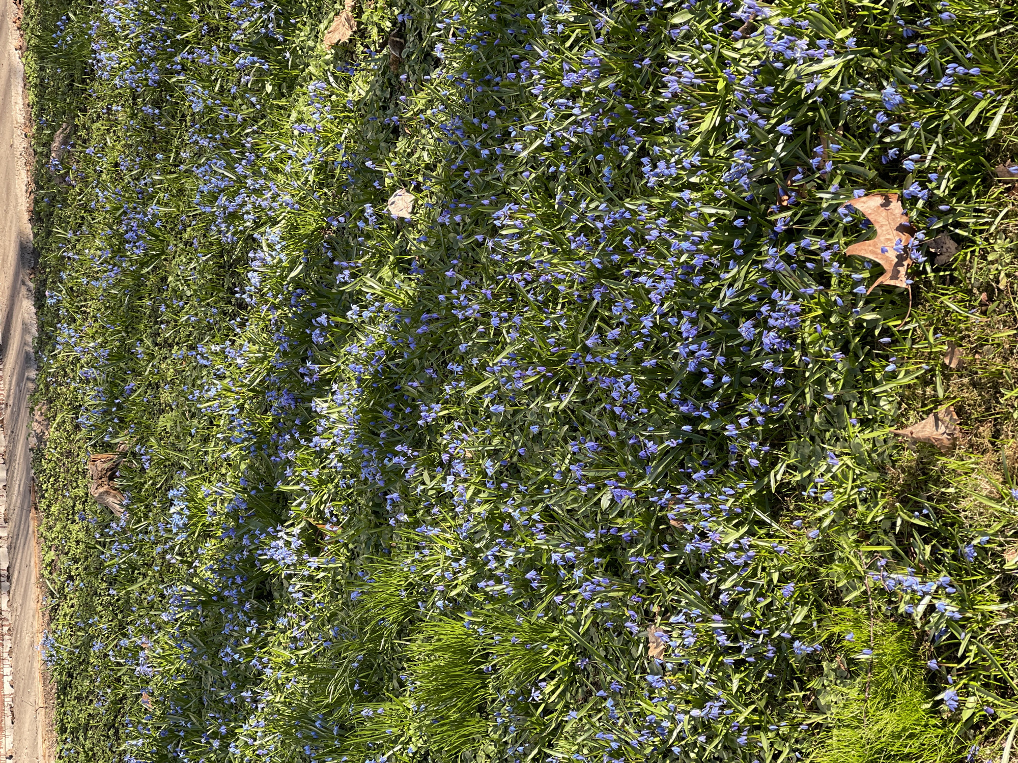 The image shows a dense patch of small blue flowers blooming amidst green grass and foliage, likely in a park or garden setting. There is a brown leaf on the right side. The left edge shows a concrete curb or sidewalk. The image was taken in Riga, Latvia.