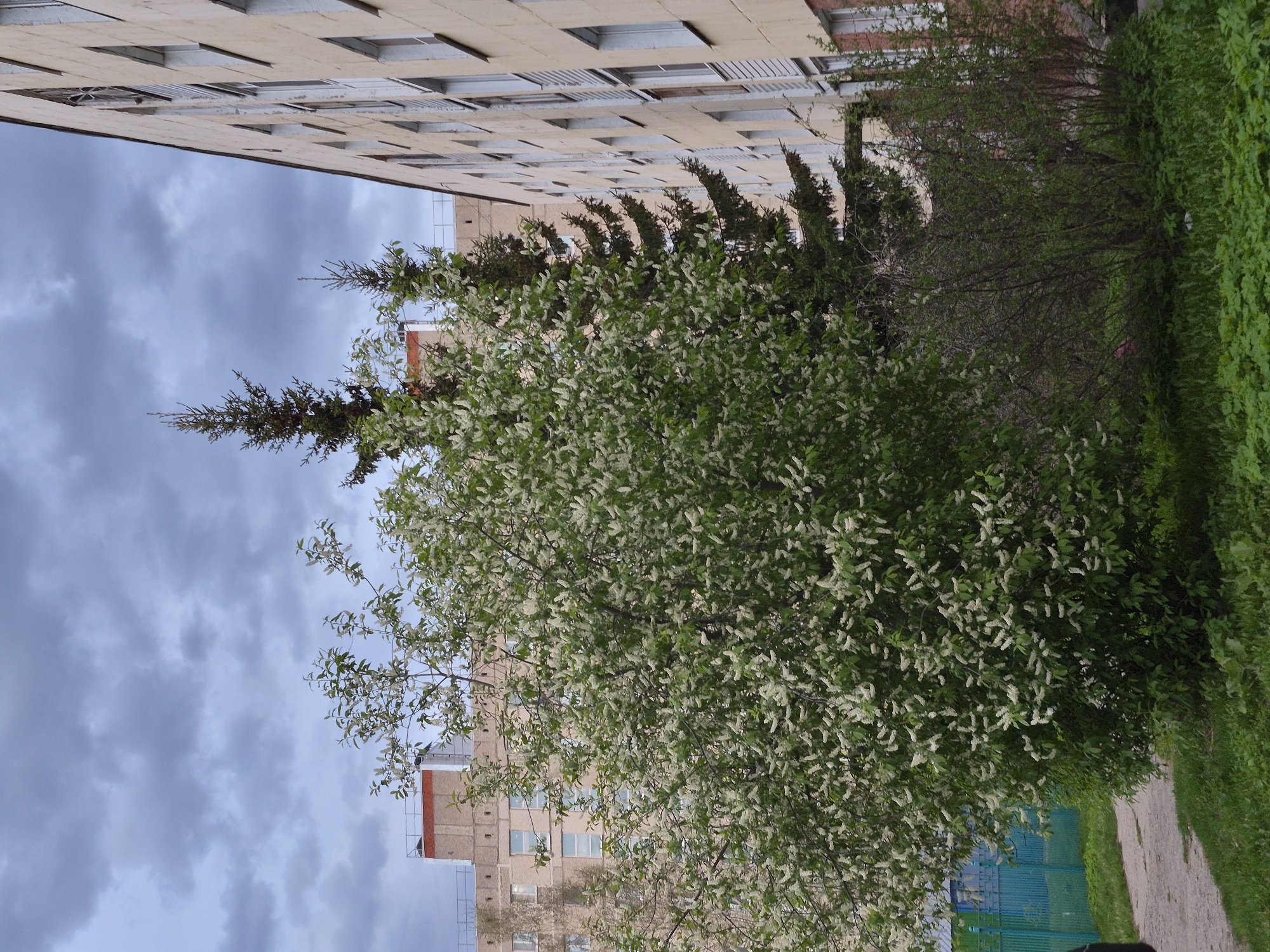 A street-level perspective displays a tall, light-beige building, partially obscured by trees, against a backdrop of cloudy sky. A blooming tree with white flowers fills the lower foreground. Behind it are evergreen trees and bushes. A path covered in grass runs along the right edge of the frame. The scene is likely set in Tobolsk, Russia. No people are visible.