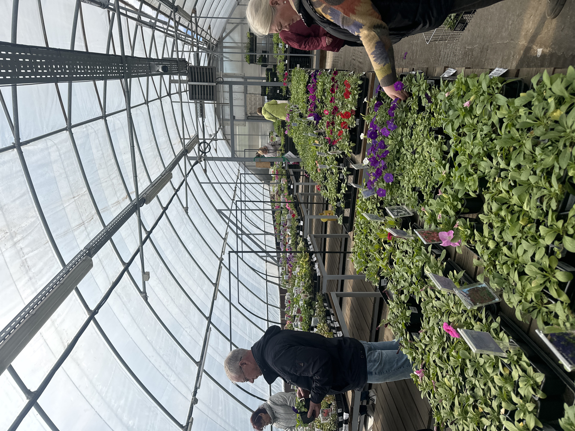 The image shows the interior of a greenhouse, likely a commercial establishment selling plants.
People: There are several people visible, including at least two elderly individuals in the foreground looking at plants. One person is wearing a dark jacket and jeans, bending to examine plants. Another person has short blonde hair and is wearing a patterned top. Further back are other people, including one wearing a lime green jacket.
Subjects: The primary subjects are various types of potted flowering plants, densely arranged on shelves or tables. The plants have a variety of flower colors including purple, red, and pink.
Objects: Other objects visible include plant labels or tags, black plastic pots, metal shelving, and possibly shopping baskets. The greenhouse structure itself is prominent, with a clear plastic or glass ceiling and metal support beams.
Actions: People are browsing and examining plants, likely selecting them for purchase.
Interactions: Customers are interacting with the plants, and seemingly with each other.
Environment: The environment is a greenhouse or nursery, a sheltered space designed for cultivating plants. The interior appears well-lit and organized. Given the request to mention Krasnoyarsk, Russia, we can infer this greenhouse is located in that city. No other visual features confirm this other than the request.