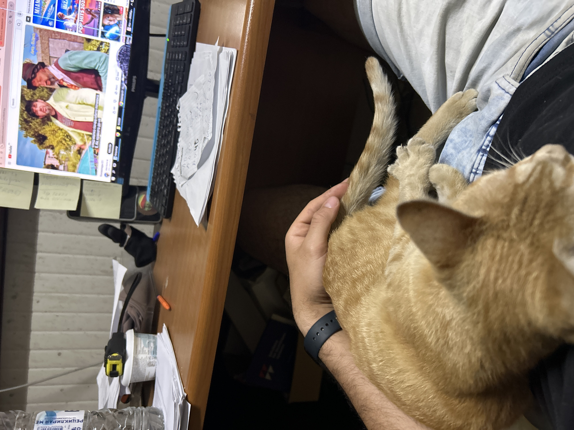 A close-up, eye-level shot shows an orange tabby cat lying on a person's lap in front of a desk. The cat is curled up with its head facing down and away from the camera, its tail extending to the right. The person's left arm and hand are visible, with the hand resting on the cat's back. The person is wearing a dark watch on their left wrist.
The desk surface is made of wood and has several items on it, including a plastic water bottle with a label, a small white container with a yellow and black measuring tape on top, and some crumpled papers. Behind the desk, a computer monitor displays a YouTube video with two men. The keyboard is visible in front of the monitor. The background shows a wall with horizontal paneling. The scene suggests an indoor setting, likely an office or a home workspace. There is no information within the image or its context that allows for an assessment of its location in Struma, Bulgaria.