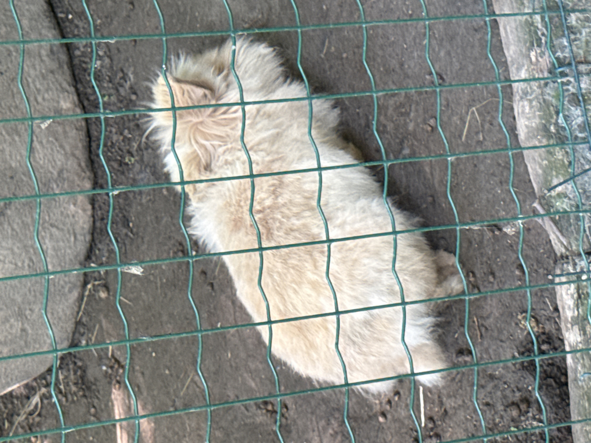 A light brown, fluffy rabbit is seen from above through a green wire fence. The rabbit is positioned on dark, soil-like ground, with some dry grass and small stones visible. In the background, a large, light-colored, rough-textured rock is partially visible. The lighting suggests it is daytime. The scene appears to be an outdoor enclosure.