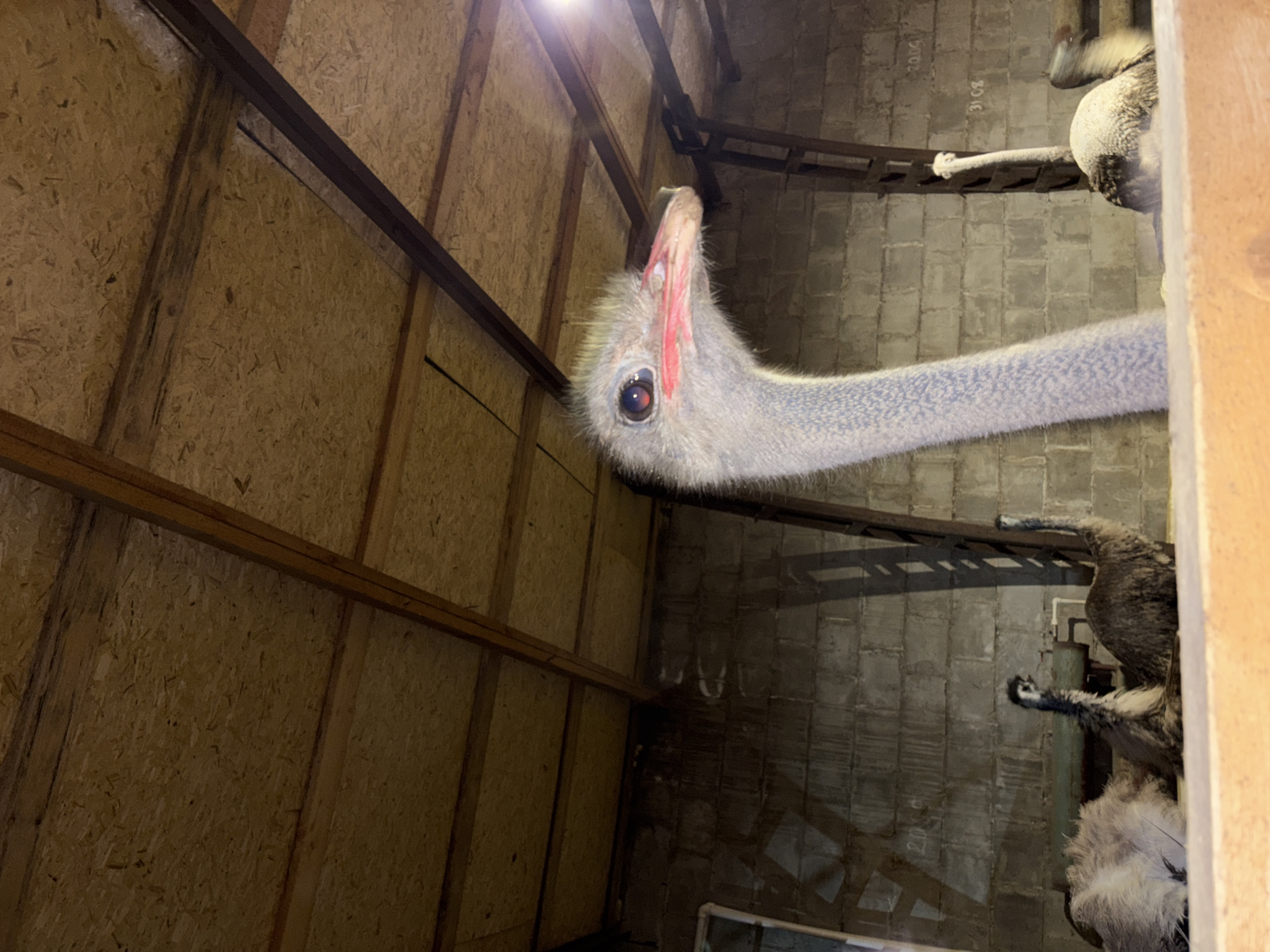 The image depicts an ostrich, presumably in an enclosure, with its head and neck extending diagonally across the frame. The ostrich's head is close to the upper-left of the image, with its distinctive large eye visible. The bird's neck is long and slender, gradually fading into the background. The setting appears to be an indoor space, possibly a barn or shed, with wooden walls and a concrete floor. Other ostriches are partially visible in the background near the concrete wall. There is no clear indication of the location being in Perm, Russia, or any other geographical location.