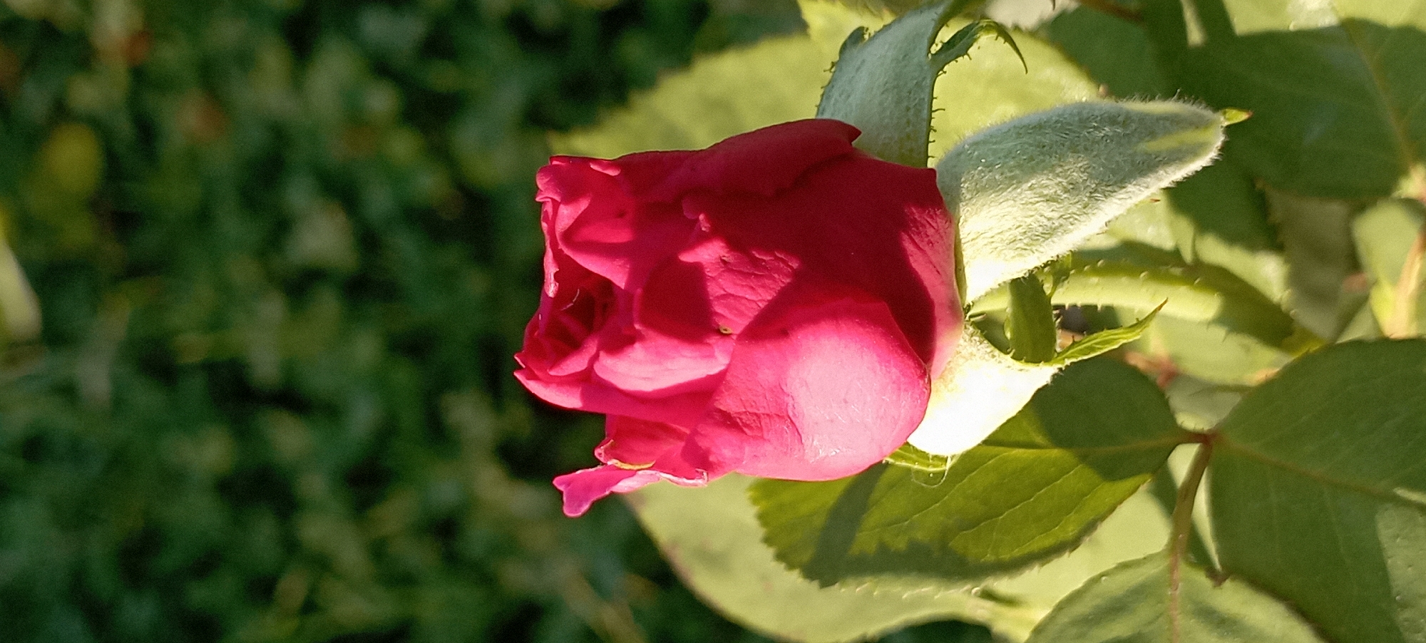 A close-up, vertical shot showcases a vibrant pink rosebud centered in the frame, its petals tightly furled. The rosebud is bathed in warm, natural light, casting soft shadows. Surrounding the bud are several green leaves, some in sharp focus and others softly blurred, with one prominent leaf positioned below and to the left of the rosebud. The background consists of an out-of-focus expanse of greenery, likely foliage or grass, indicating an outdoor setting. The scene is devoid of any human presence or activity, presenting a naturalistic still life. The location is specified as Radisne, Ukraine.