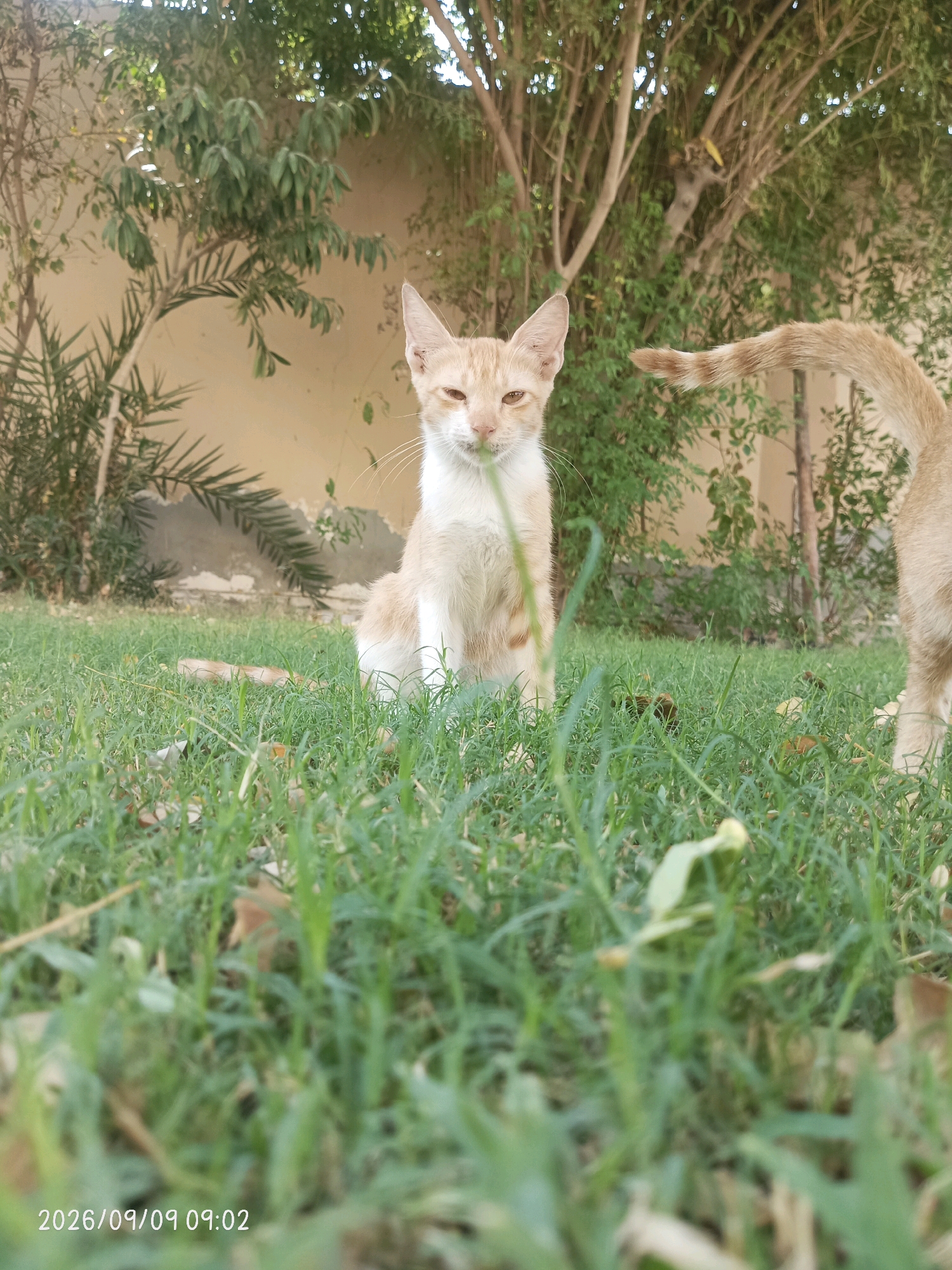 Two ginger and white cats are in a grassy outdoor area, likely a garden or park, in Al Rayyan, Qatar. The cat in the foreground is sitting and looking towards the camera. The second cat, partially visible on the right, is standing with its tail raised. Green grass and trees form the background. The image also includes a date and time stamp: "2026/09/09 09:02".