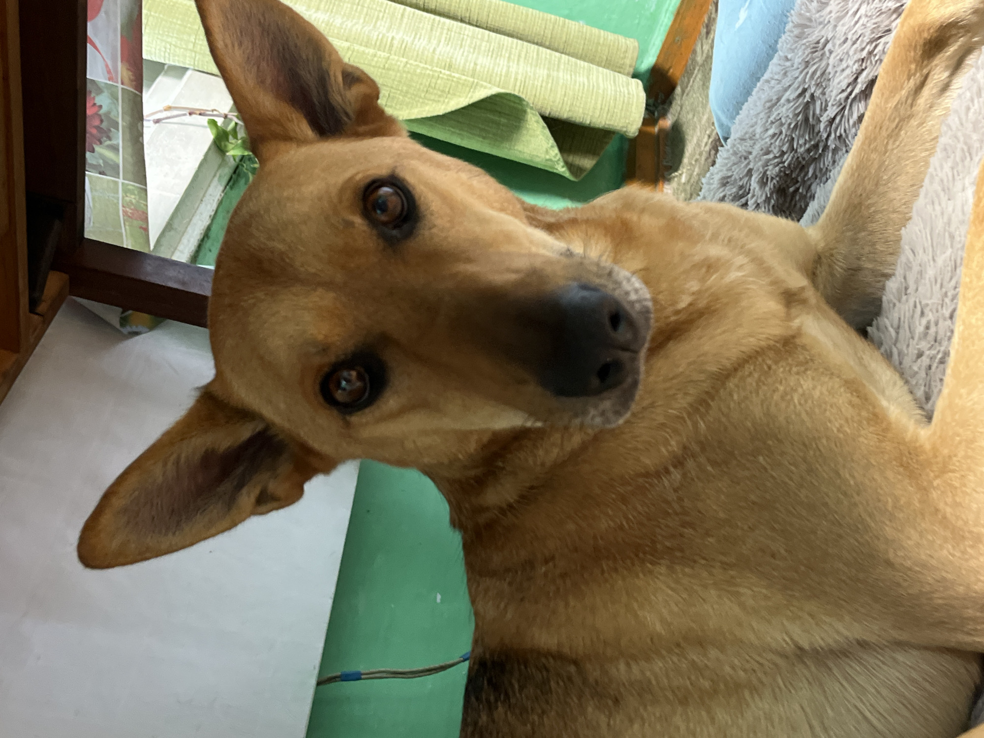 A close-up shot shows the head and upper body of a tan-colored dog with large, erect ears. The dog is lying down on a textured gray surface, with a light blue object partially visible to its right. The background consists of a green wall and a light green curtain. A wooden structure is visible above and behind the dog's head. No specific location in Nizhny Tagil, Russia, can be identified from the image.