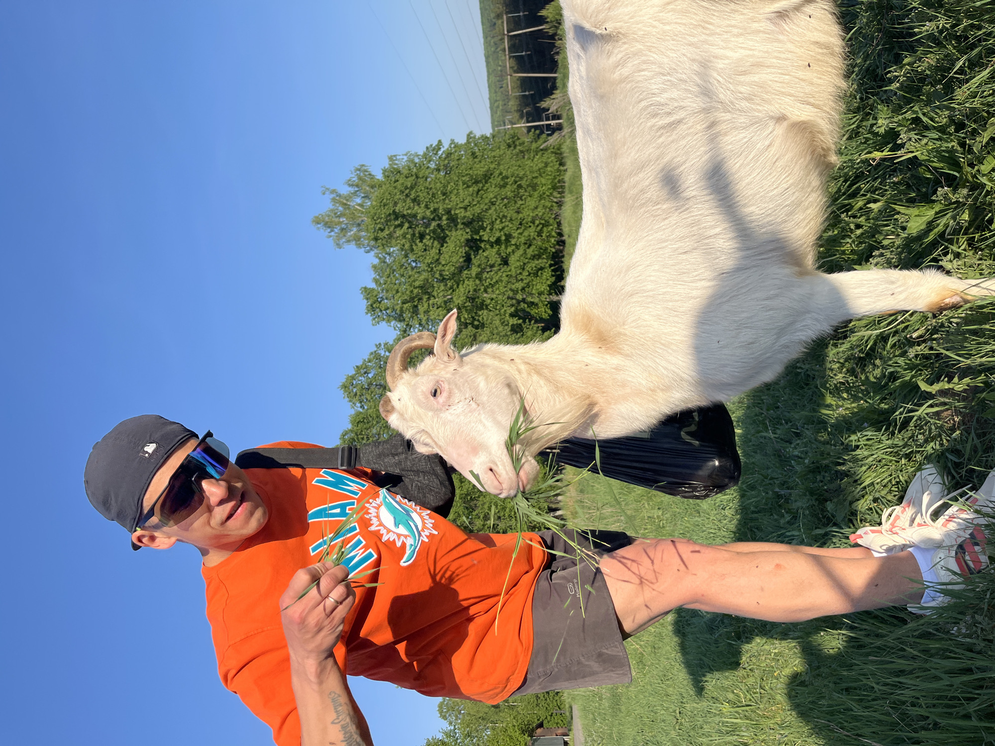 The image depicts a fair-skinned man in an orange Miami Dolphins t-shirt, gray shorts, a dark baseball cap, and sunglasses, standing in a grassy field. He is holding a handful of grass, feeding it to a white goat with small horns. The goat is positioned to the man's right. In the background, there is a green treeline against a clear blue sky, power lines, and a small building. The location is identified as Chaikovsky, Russia.