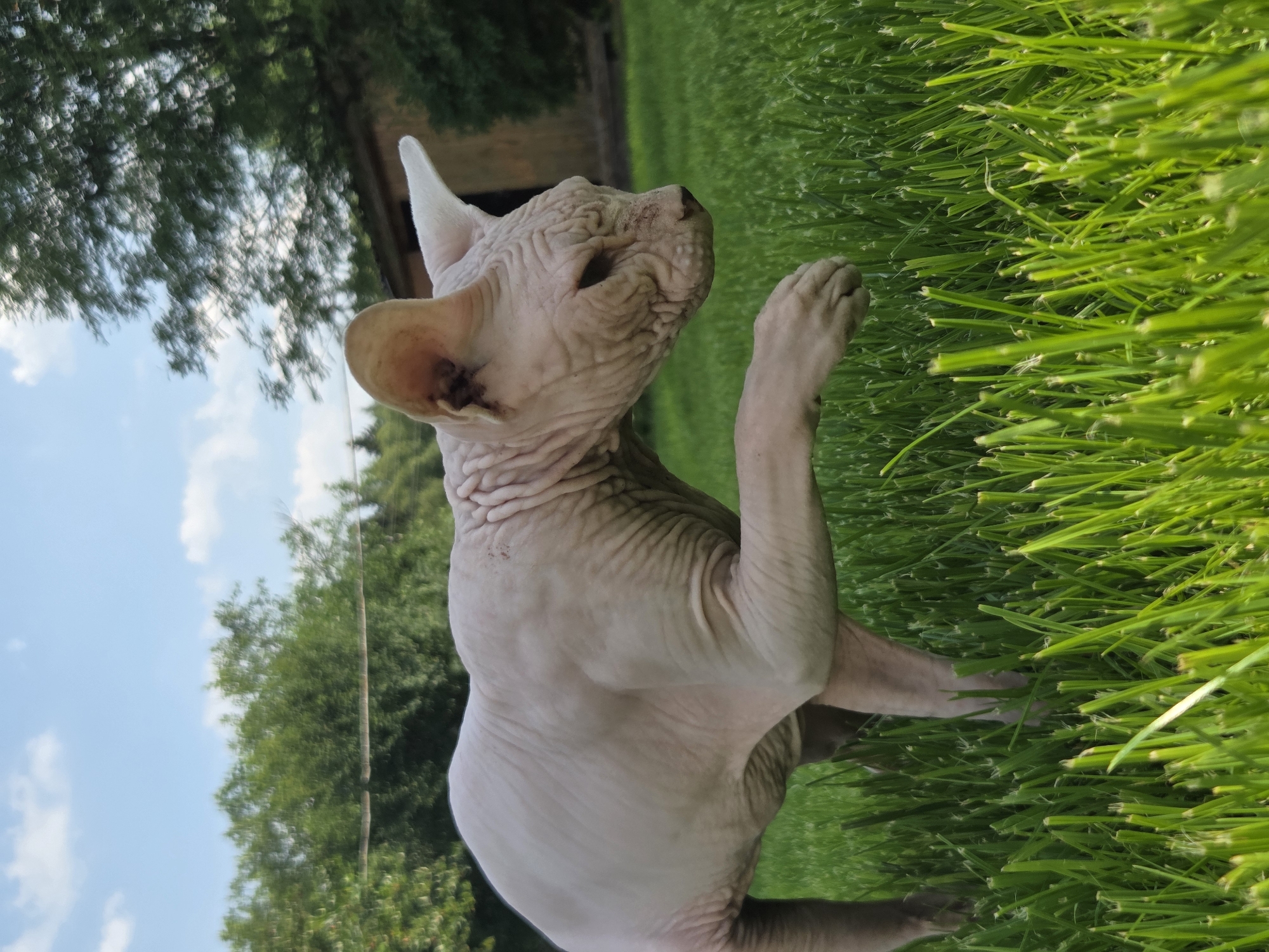 A hairless cat, likely a Sphynx, stands in a grassy area. The cat is predominantly pale pink, with visible wrinkles and folds of skin, particularly on its head and body. Its ears are large and pointed. The cat's front left paw is raised, as if reaching out. The background consists of lush green grass, with trees and a building visible further back under a partly cloudy blue sky. A thin wire runs horizontally across the upper portion of the image, in front of the trees. The setting appears to be outdoors, possibly a yard or garden, within the area of Восход Снт (фролово), Russia.