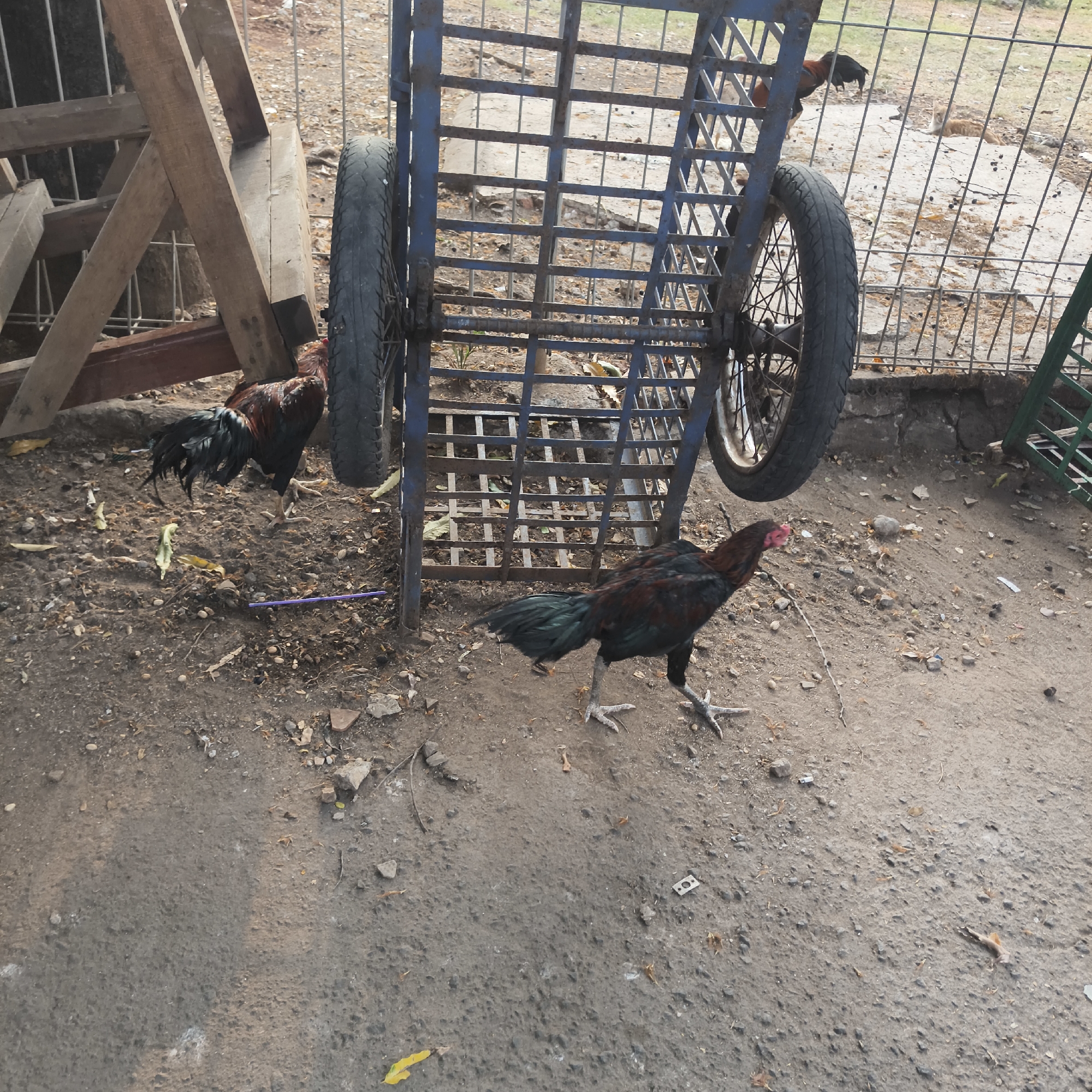 In South Jakarta, Indonesia, an outdoor scene unfolds with two roosters in the foreground. The rooster on the left, predominantly black and brown with a glossy black tail, stands facing left. The rooster on the right, a mix of black, brown, and green, faces left with its head turned slightly towards the viewer. Behind them, a blue metal cart with two large wheels is positioned. The ground is a mix of dirt, small stones, and fallen leaves. A wooden structure is visible to the left, and a metal fence borders the area on the right.