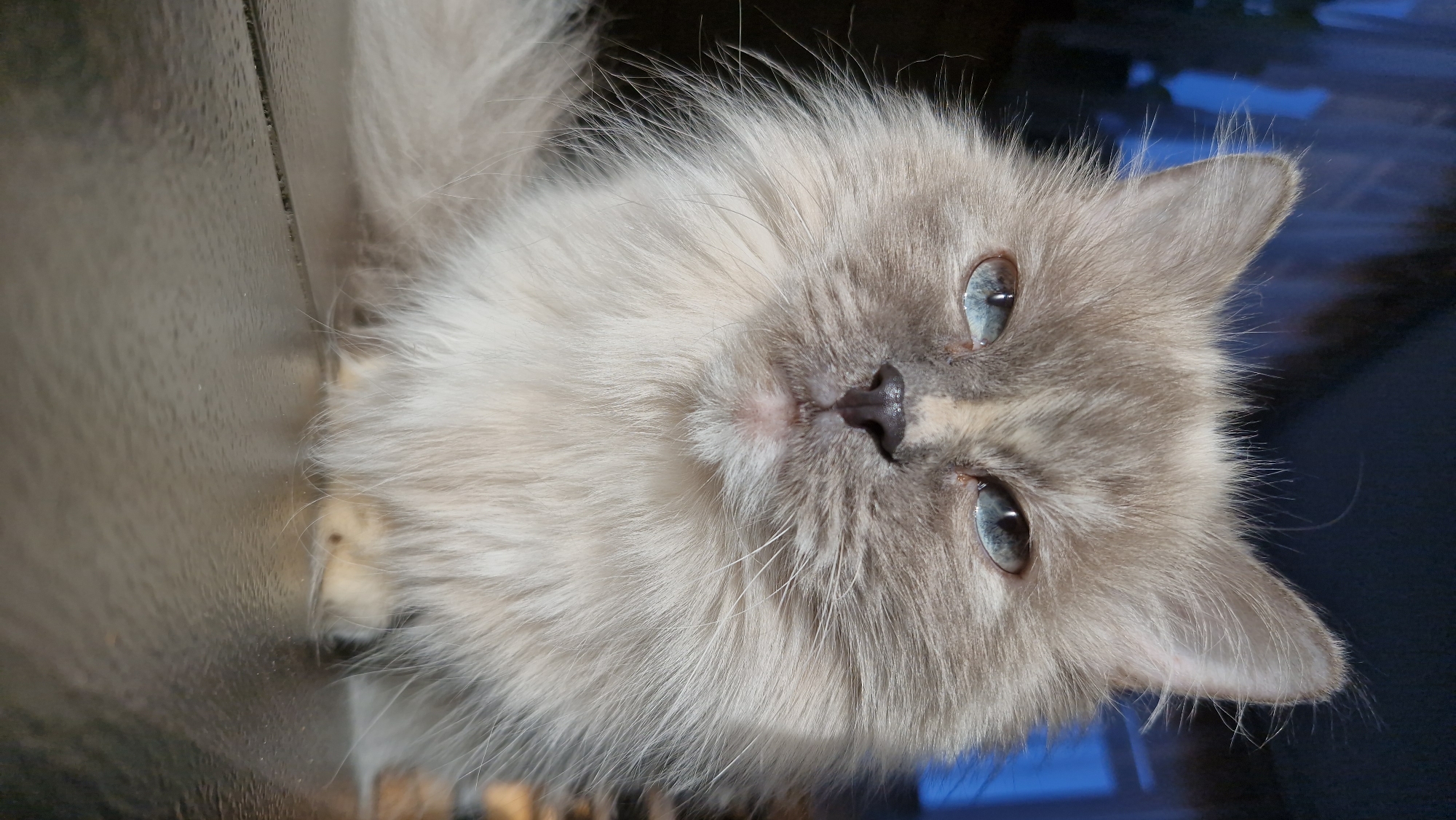 Close-up, indoor shot of a light grey fluffy cat with blue eyes lying on a shiny, reflective surface. The background is dark and slightly blurred, with a hint of blue. No people or actions are visible. The cat is the sole subject. The location cannot be determined from the image.