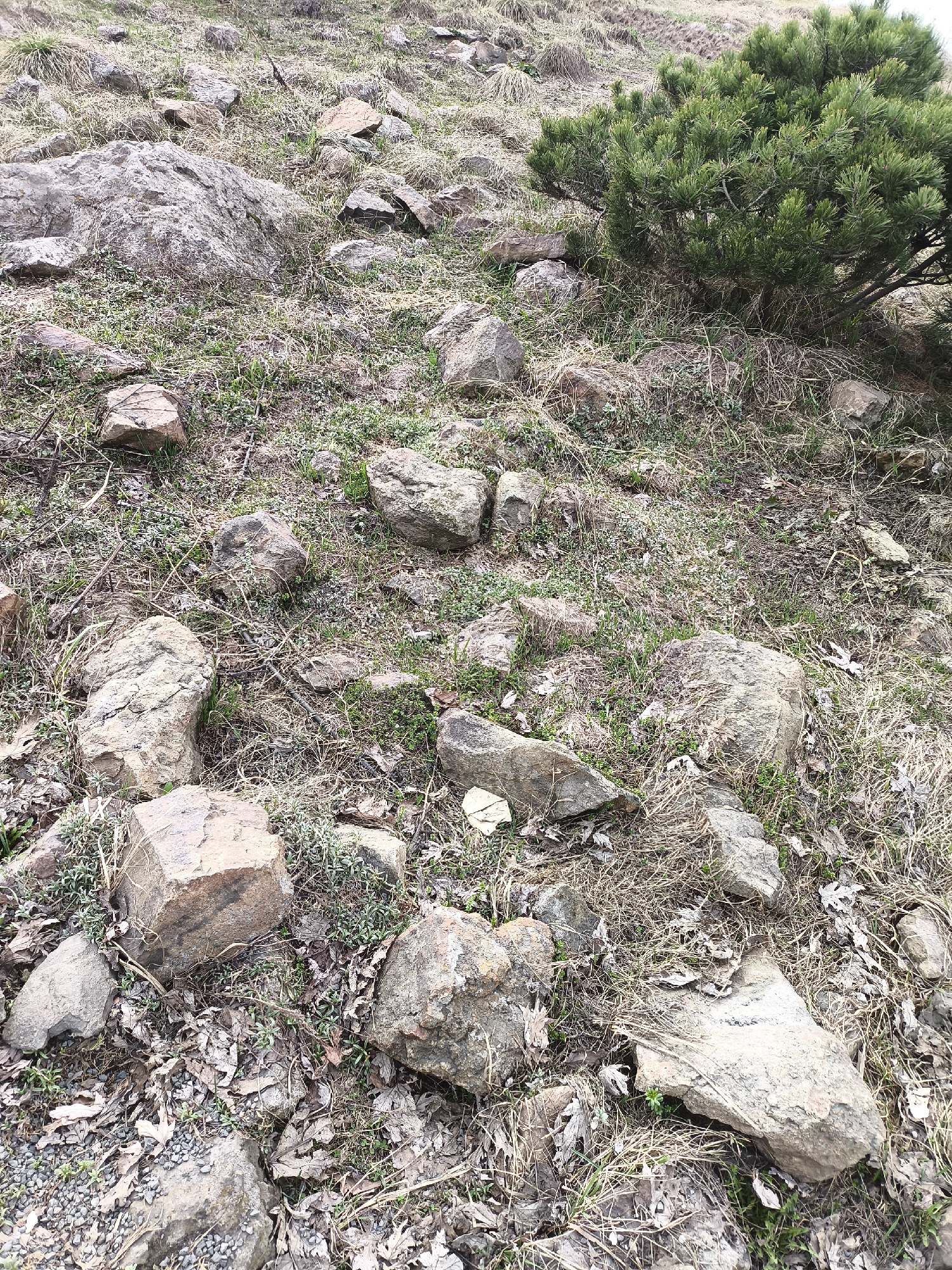 The image depicts a rocky, grassy slope in an unidentified city and location. The ground is covered with a mix of rocks of various sizes, dry brown grass, and some patches of green vegetation. A green shrub or bush is visible in the upper right corner of the image. There are no people, animals, or signs of human activity visible in the scene. The lighting suggests it is daytime, and the weather appears to be overcast or slightly cloudy.