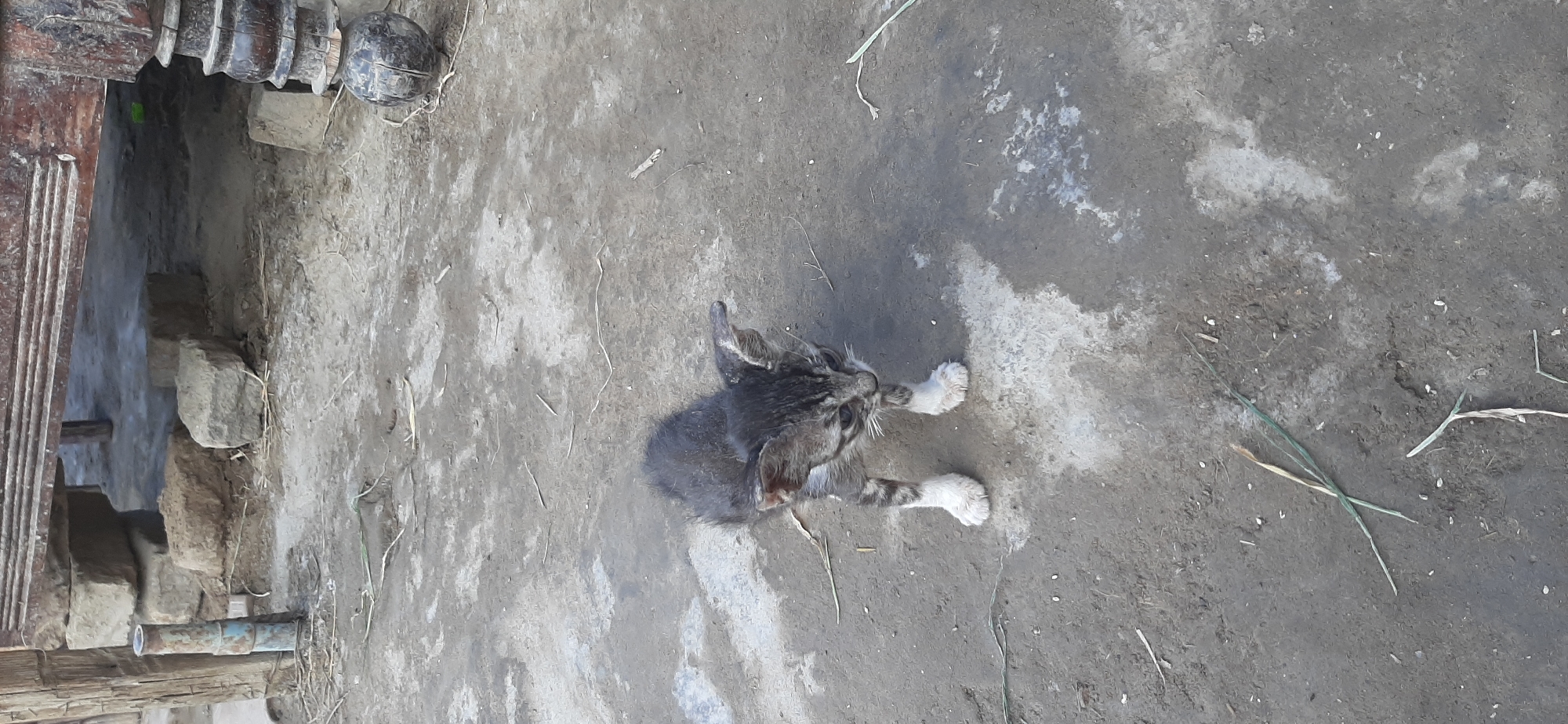 A grey and white tabby kitten stands on a dirt ground in what appears to be an outdoor setting, possibly a courtyard or alleyway in the city of Urgench, Uzbekistan. The kitten is facing forward, with its head tilted slightly down and to its right. Its ears are perked up, and its eyes are open. The kitten's fur is short and appears somewhat matted in places. Its front paws are white, contrasting with its darker grey legs. Behind the kitten, a wooden structure, possibly furniture or part of a building, is visible, supported by stone blocks and a thick wooden leg. The ground is uneven and dusty, with some dry grass and debris scattered around. The lighting suggests it is daytime, with some shadows cast on the ground.