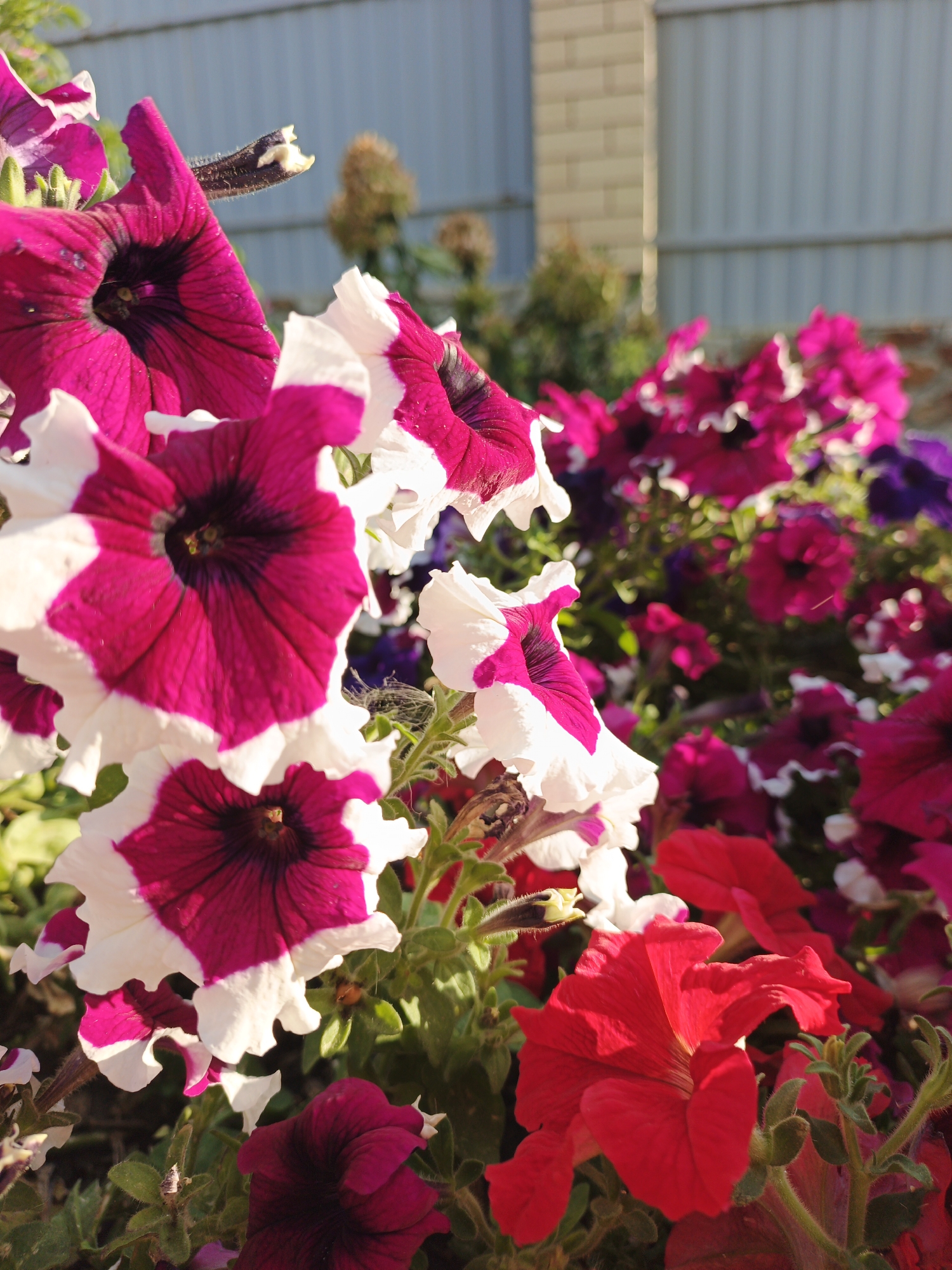 In Repnoe, Russia, a close-up shot captures a vibrant cluster of petunias in bloom. The flowers display a striking contrast of deep magenta and white, with some petals edged in white and others showing a gradient from deep purple to white. A few bright red petunias are also visible, adding to the colorful display. The background is softened, revealing hints of a light gray fence and a brick pillar, suggesting an outdoor garden setting. The lighting indicates a bright, sunny day, casting subtle shadows and highlighting the delicate textures of the petals. There are no people present in the scene.