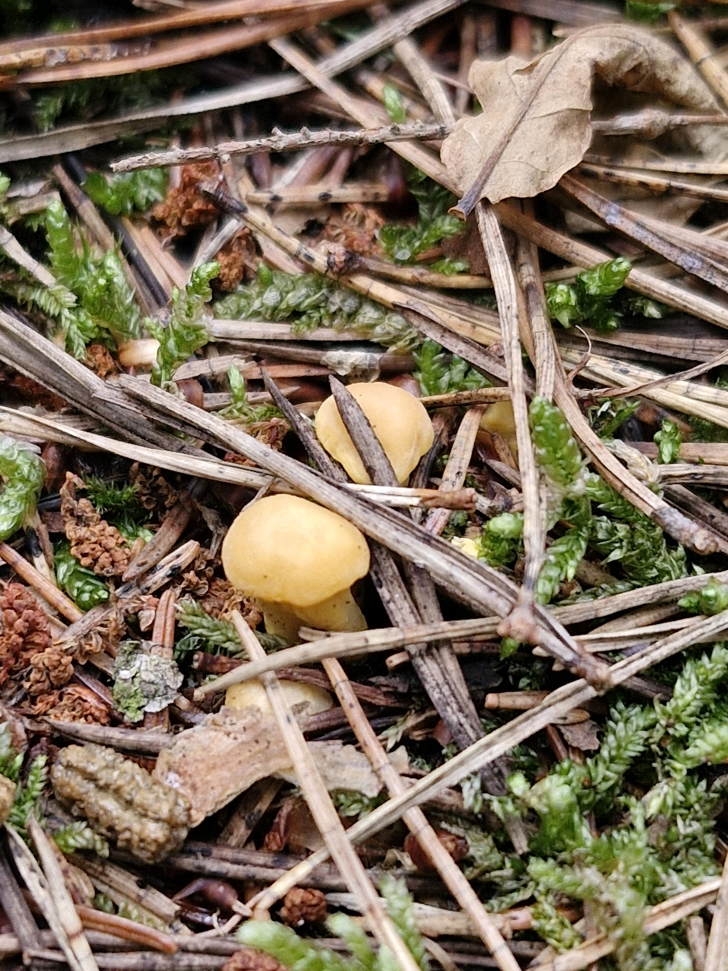 The image is a close-up, overhead view of the forest floor in Šernai, Lithuania. The scene is dominated by a dense layer of pine needles and dry grass, interspersed with patches of vibrant green moss. Several small, light yellow mushrooms with rounded caps are visible, growing amongst the detritus. A single dried oak leaf rests on the surface in the upper right quadrant of the image. The environment is natural, with no signs of human activity or presence.