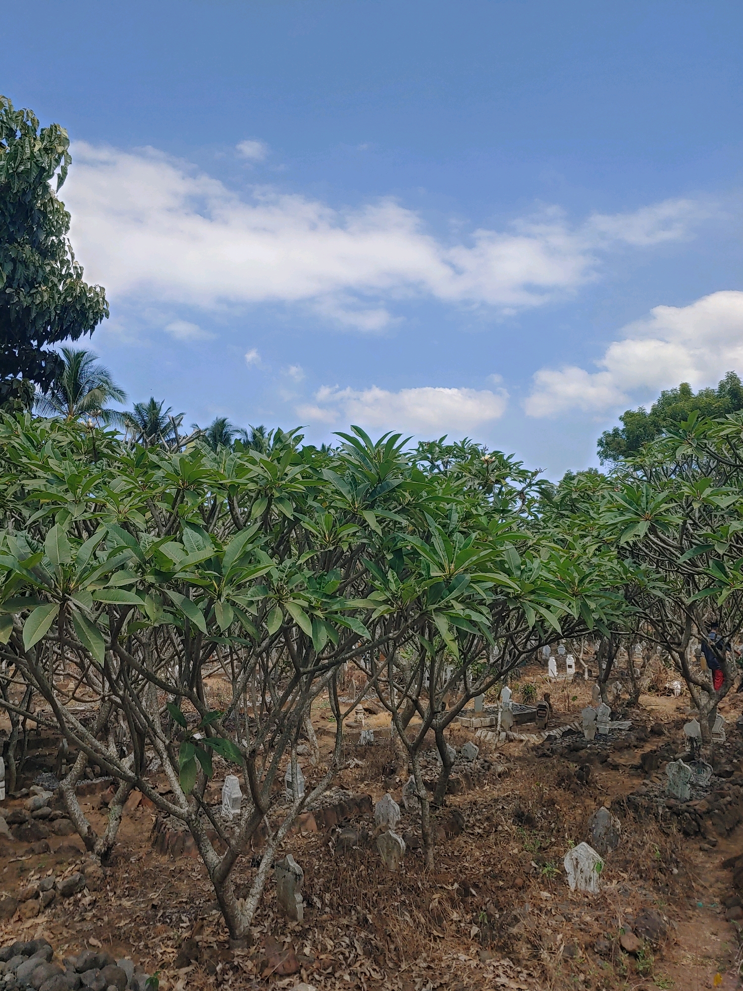 This photograph captures a cemetery in Kembang Kerang, Indonesia, under a partly cloudy blue sky. The foreground is dominated by a dense cluster of green frangipani trees with bare, branching trunks. Scattered amongst the trees and on the uneven, dry, brown earth are numerous gravestones of varying shapes and sizes, many appearing weathered and some with faint markings. In the background, the foliage of additional trees, including palm trees, is visible, and a sliver of a person in a red garment is discernible amongst the trees on the right side of the frame. The overall impression is one of a tranquil, natural setting juxtaposed with a place of remembrance.