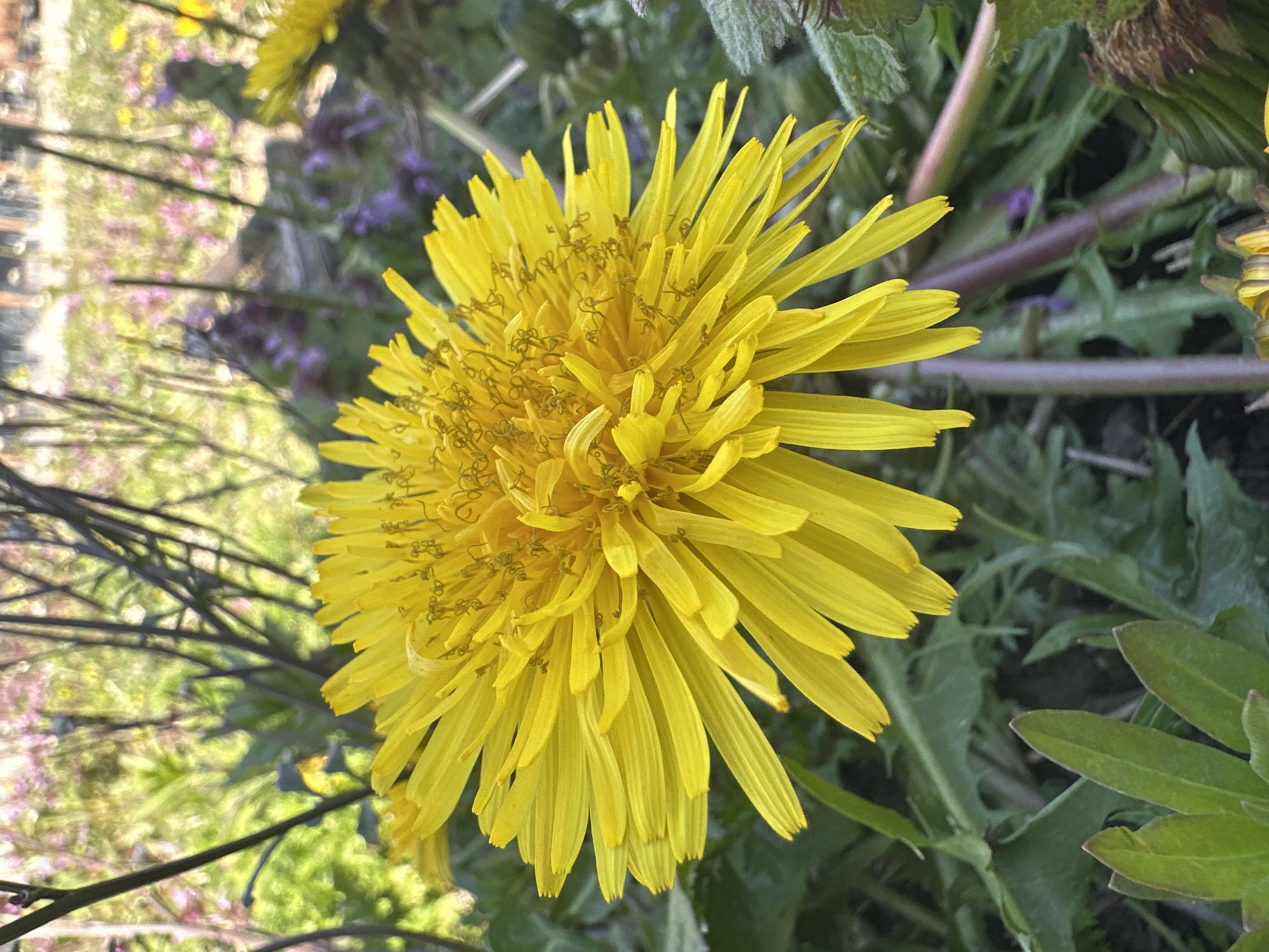 A close-up, angled shot focuses on a vibrant yellow dandelion flower in full bloom. The flower's petals are slender and numerous, radiating outwards from the dense center. In the background, there is a blurred mix of green foliage, hints of purple flowers, and thin, dark branches. The setting appears to be outdoors in a natural environment. Information about the location in Well, Netherlands, is not discernible from the provided visual content. No people or explicit actions are visible.