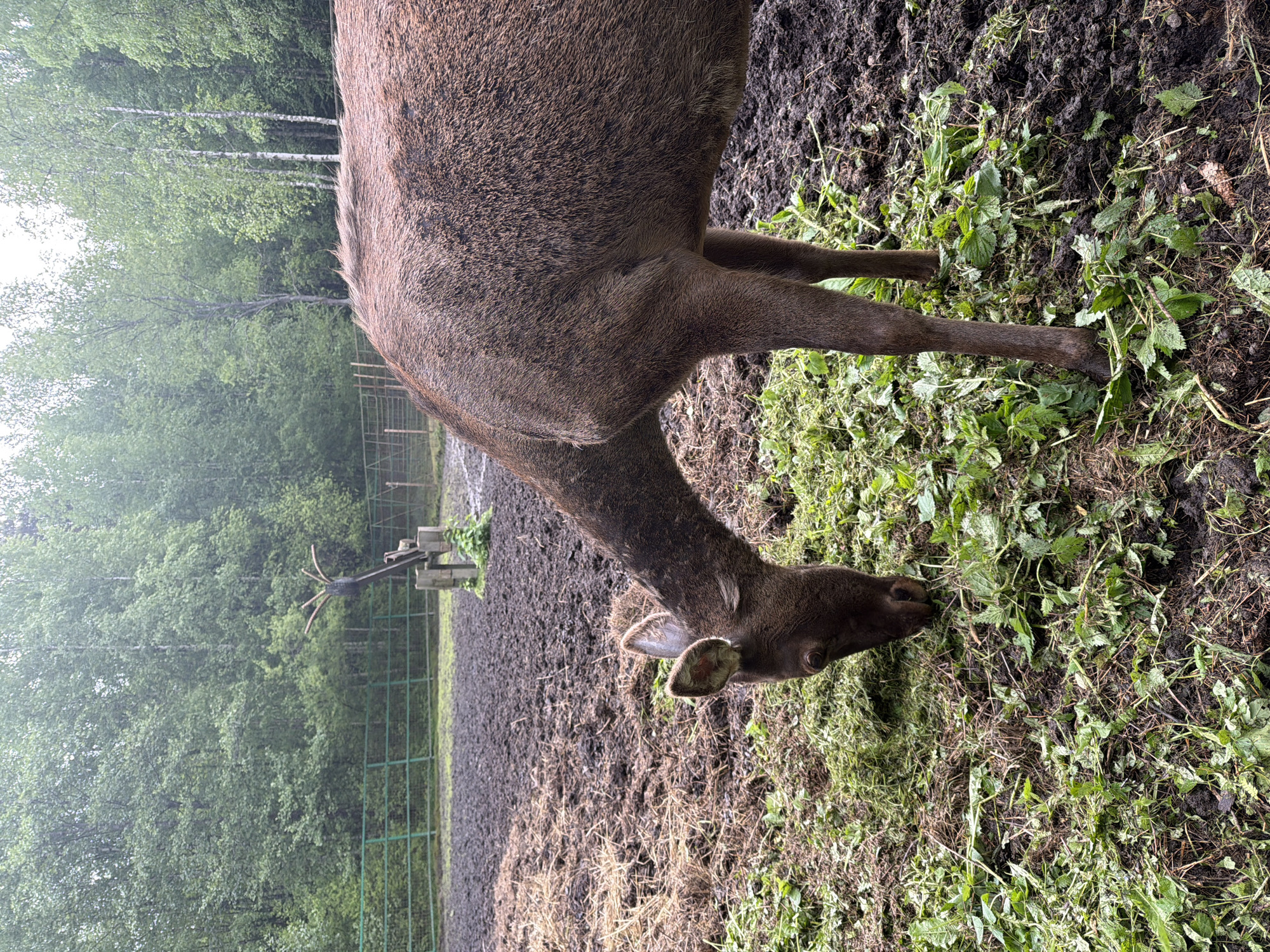 A deer is grazing in an enclosure in Zaplav'e, Russia. The animal has a brown coat. It is eating grass near a muddy area. A forest is visible in the background behind a green metal fence. A deer antler display sits atop a post within the enclosure. The scene appears overcast.